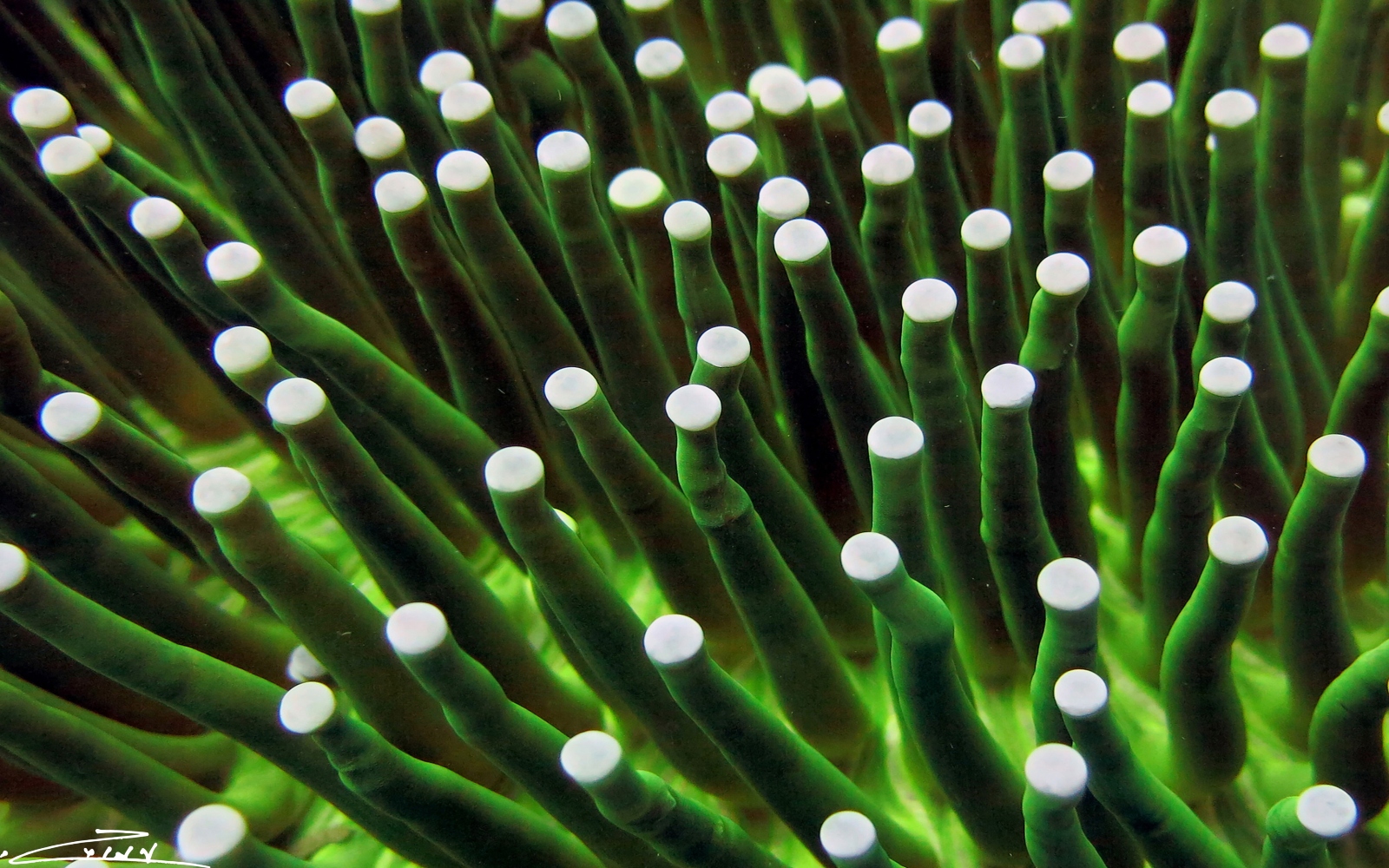 Sea anemones off the Philippine coast. Photo by Amos Gazit