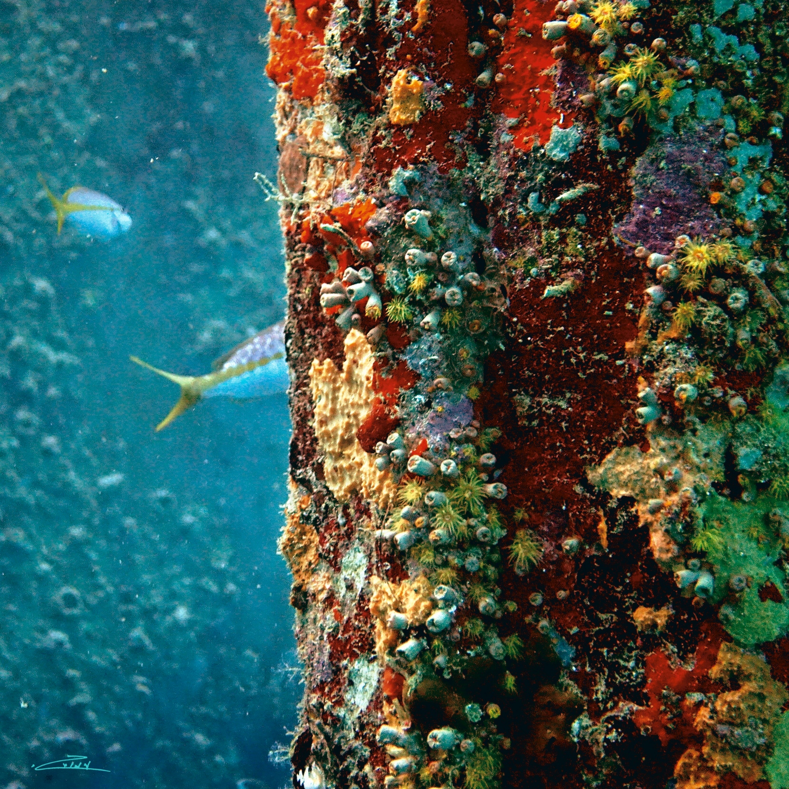 After 12 years, a metal pole of a drydock off Curacao becomes part of the ecosystem. Photo by Amos Gazit