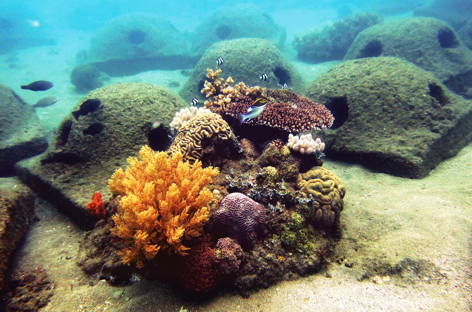 Concrete “reef balls” and corals growing on a rock off the Philippines coast. Photo by Amos Gazit