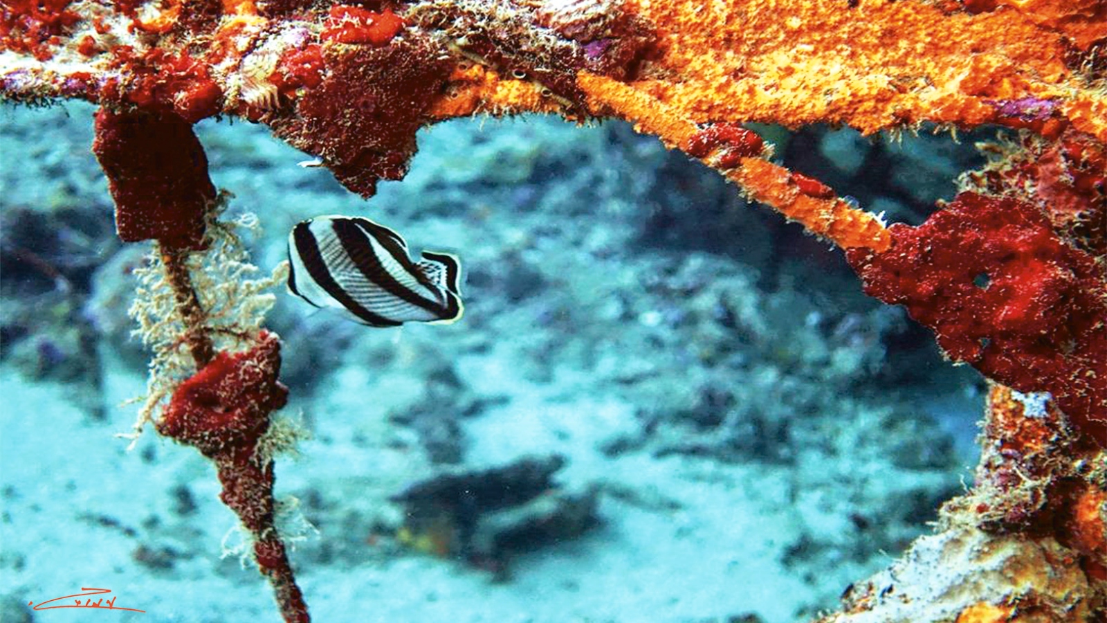 Fish and other sea life off the coast of Curacao have adapted to a metal structure dumped in the sea years ago. Photo by Amos Gazit