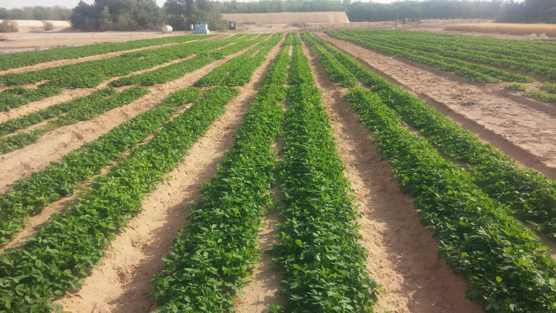 This peanut field at Southern Arava Research and Development is irrigated with water of varying quality on varying schedules. Photo by Dr. Alon Ben-Gal