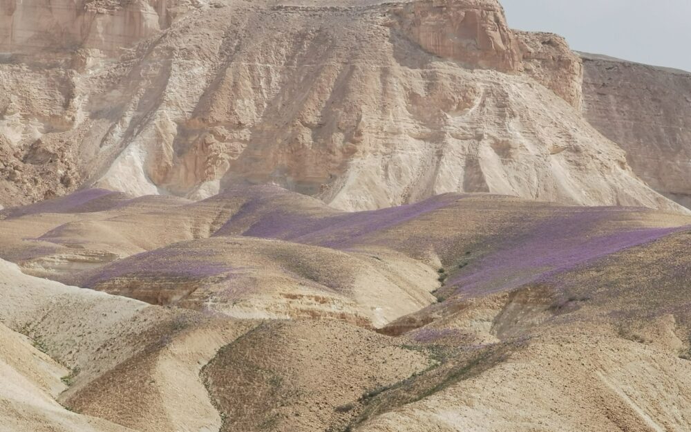 Jewish Nature Spring Top 10 places to see Israel's spring flowers - ISRAEL21c