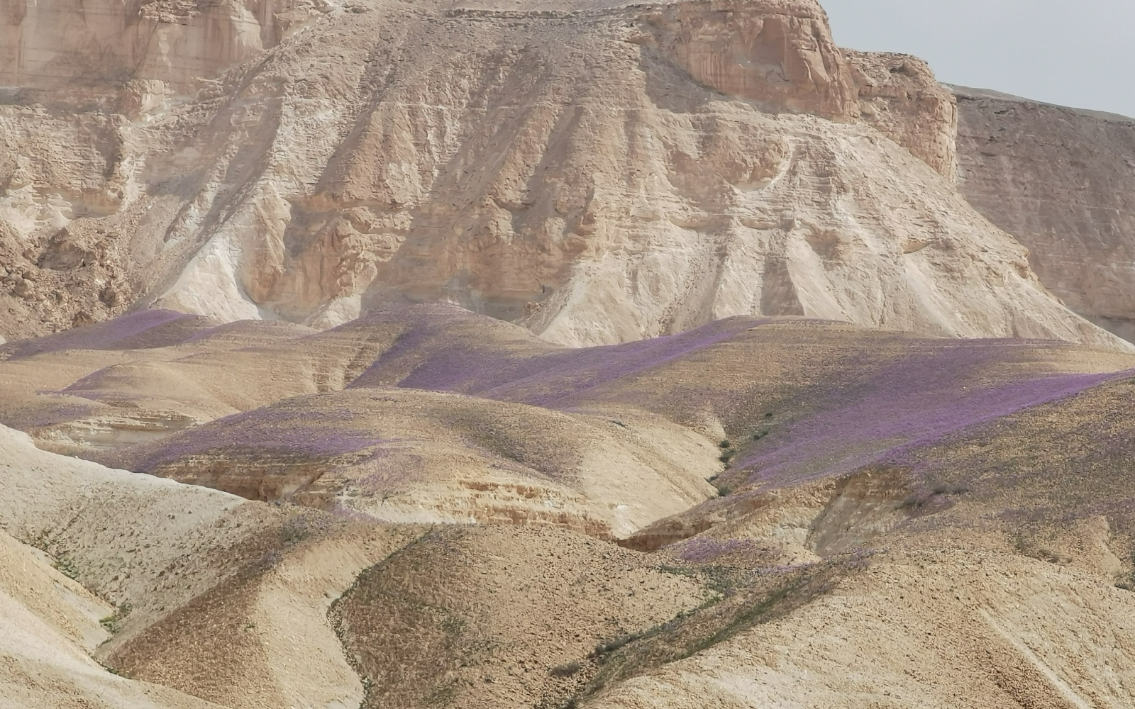 Rugged beige desert hills in Sde Boker are sprinkled with purple wildflowers, creating a striking contrast. The rocky backdrop adds to the dramatic and serene natural scenery under a clear sky.