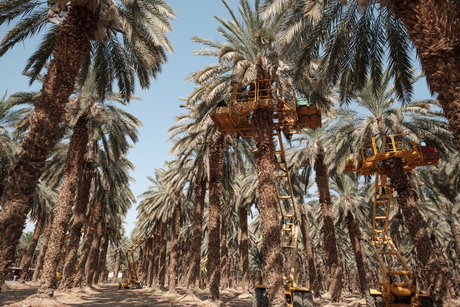 A date plantation at harvesting time, on the Kibbutz Kalia near the Dead Sea. Photo by Yaniv Nadav/Flash90