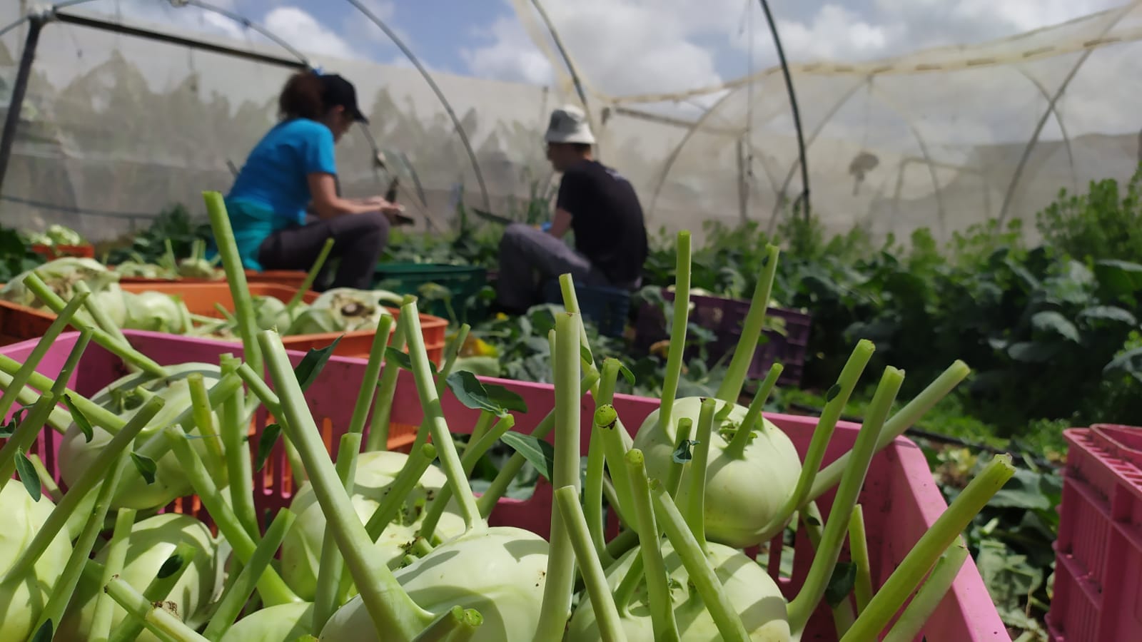 HaShomer HaChadash volunteers picking kohlrabi. Photo by Raheli Alon