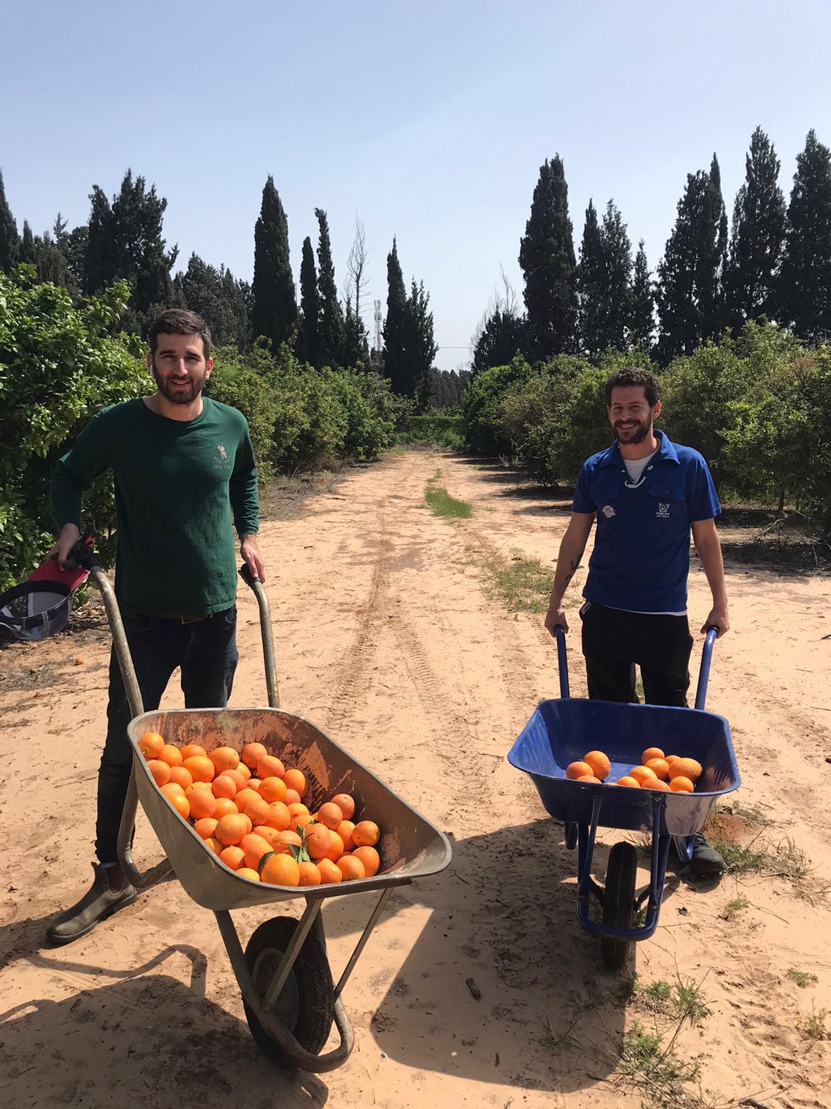 HaShomer HaChadash volunteers picking oranges. Photo: courtesy