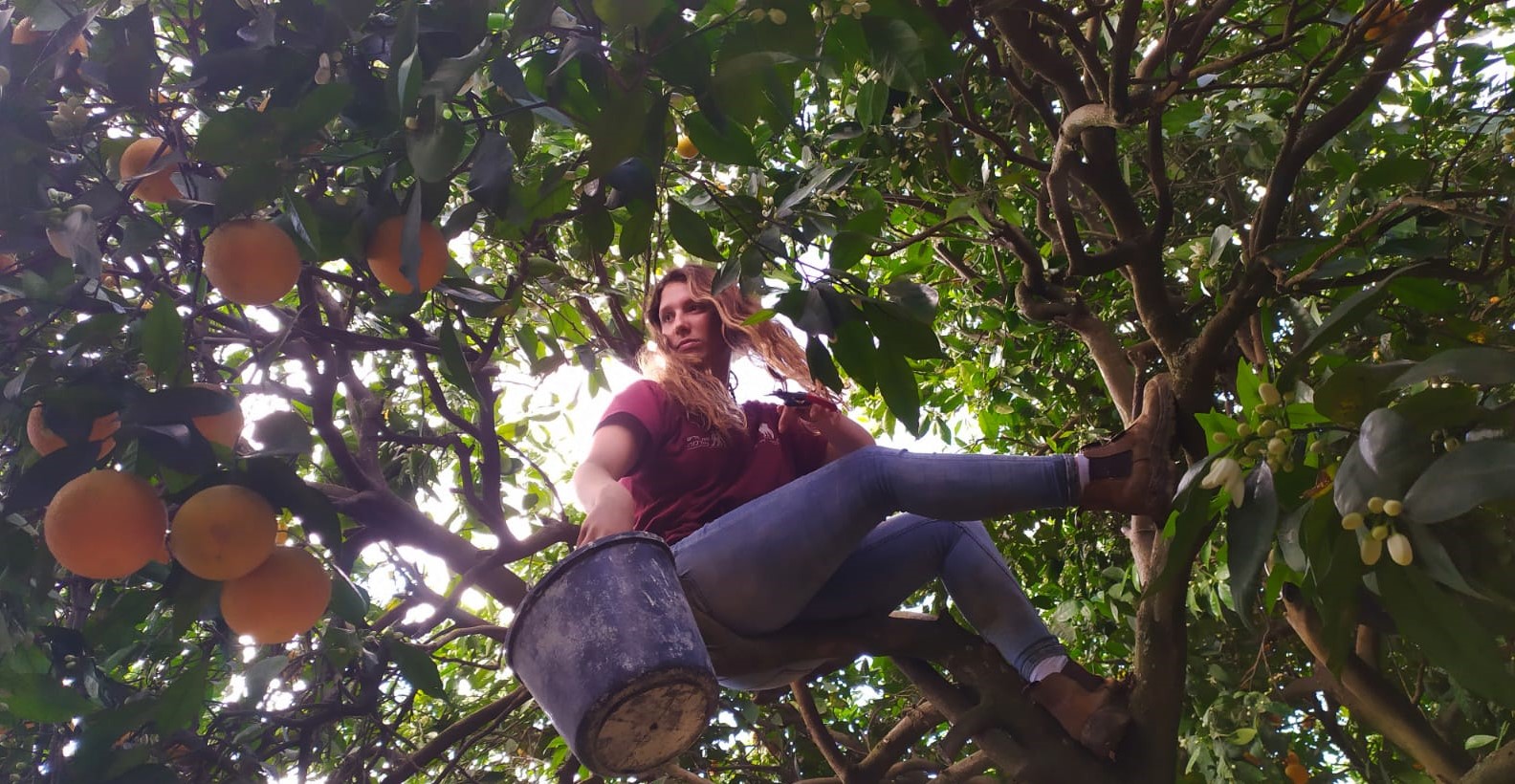A volunteer orange picker from HaShomer HaChadash. Photo by Raheli Alon