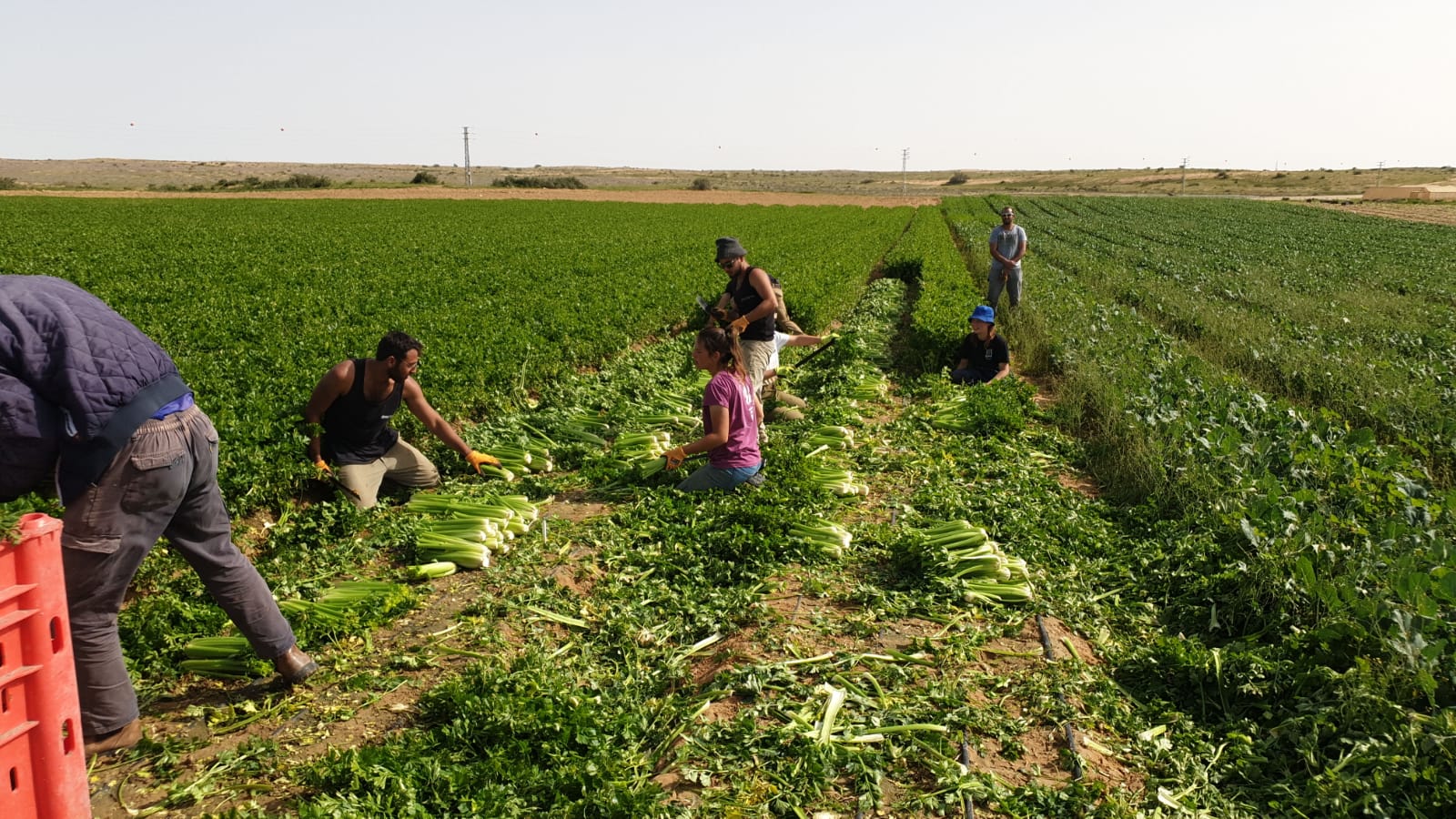 Volunteers picking celery in Israel. Photo courtesy of HaShomer HaChadash