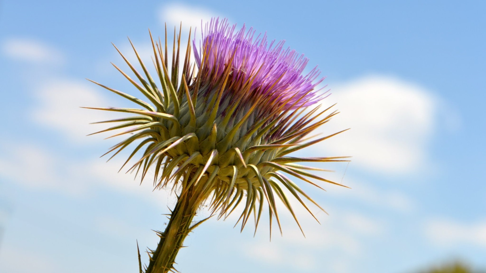 Close up of Cotton Thistle, a spike thistle wildflower with purple petals against a blue sky with scattered clouds.