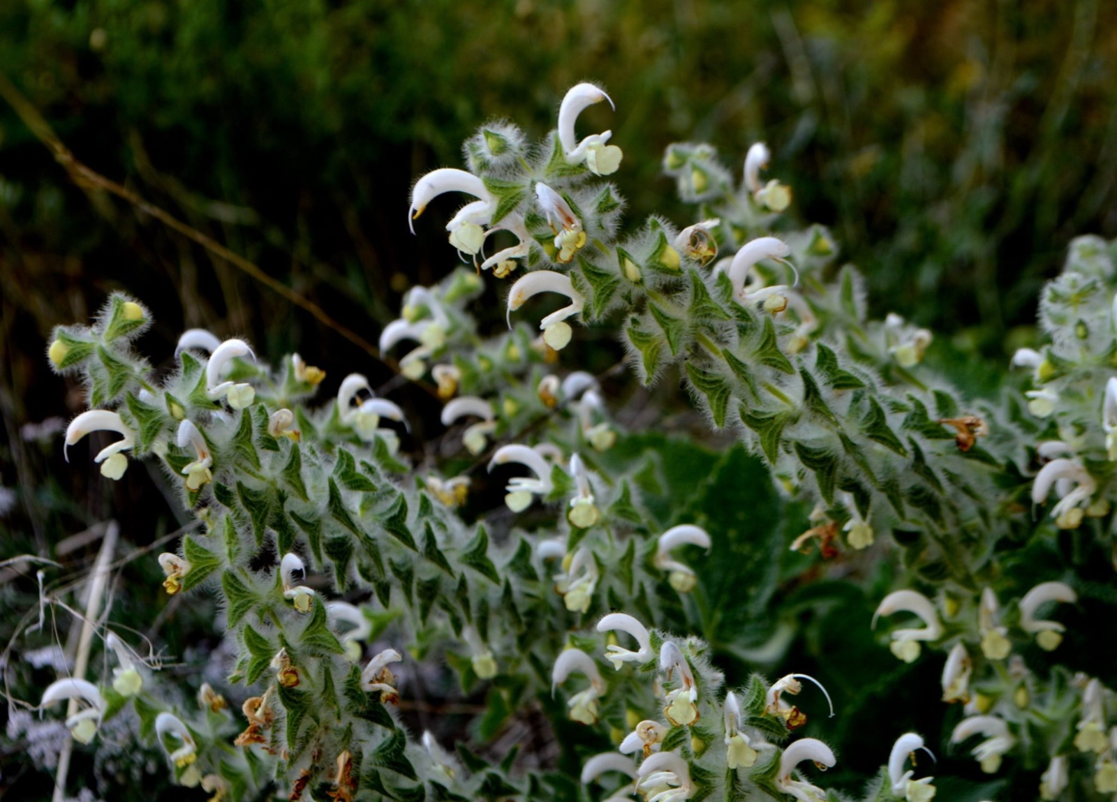 Close-up of a flowering Dominican Sage plant with clusters of small, tubular white flowers and fuzzy green stems. The background is a blurred mix of earthy tones, suggesting a natural setting.