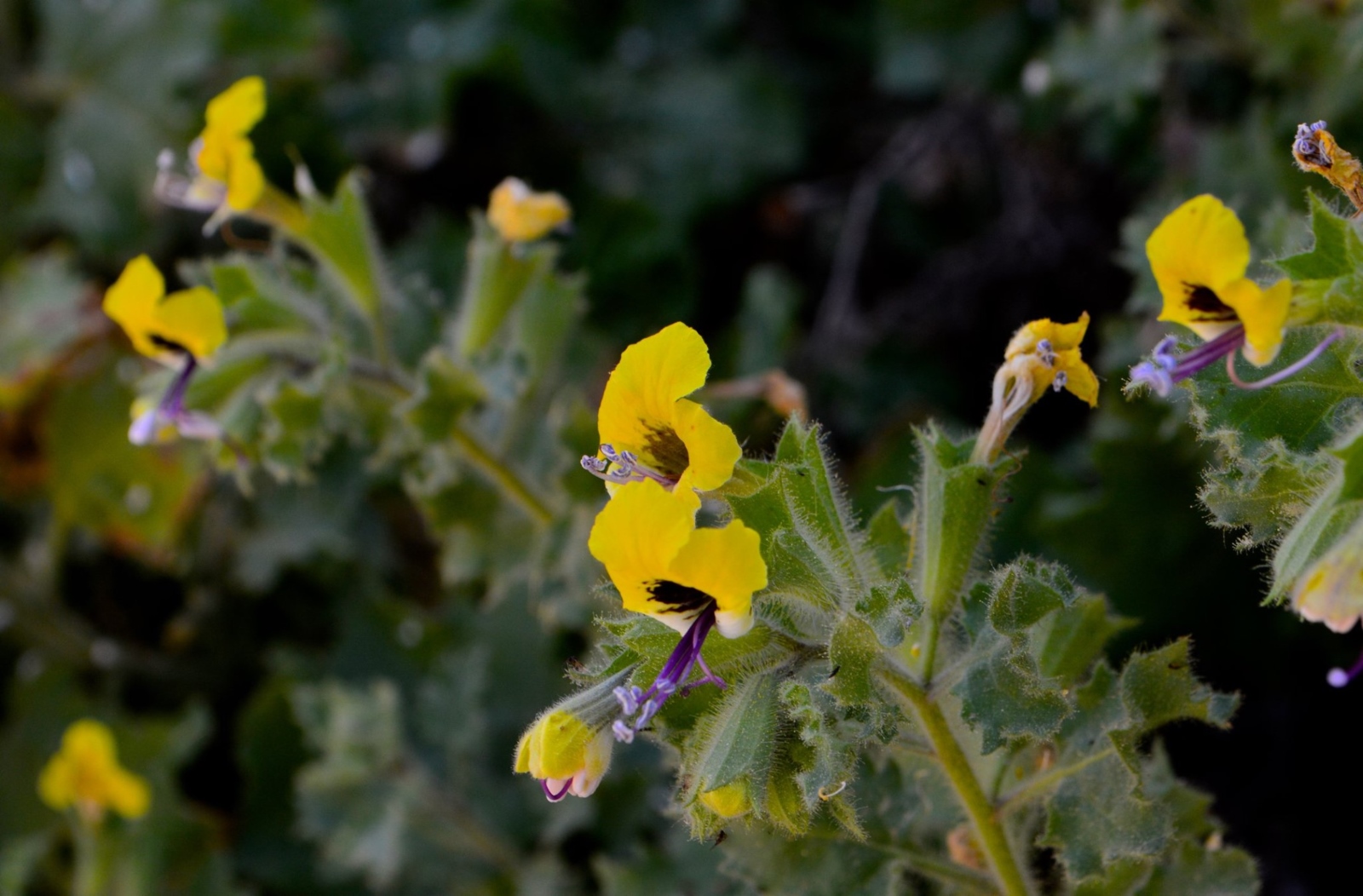 Close up of Golden Henbane, yellow Israeli wildflowers with fuzzy green stems and leaves, set against a blurred dark green background. The flowers have delicate violet stamens protruding from their center.