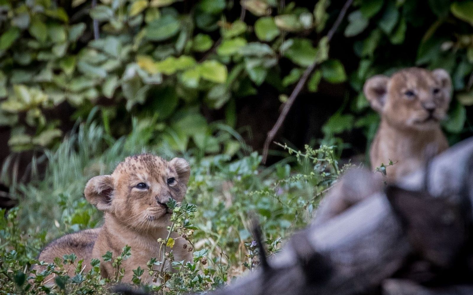 These two cubs at the Jerusalem Biblical Zoo are the first Asiatic lions to be born in captivity in Israel. Photo by Yonatan Sindel/Flash90