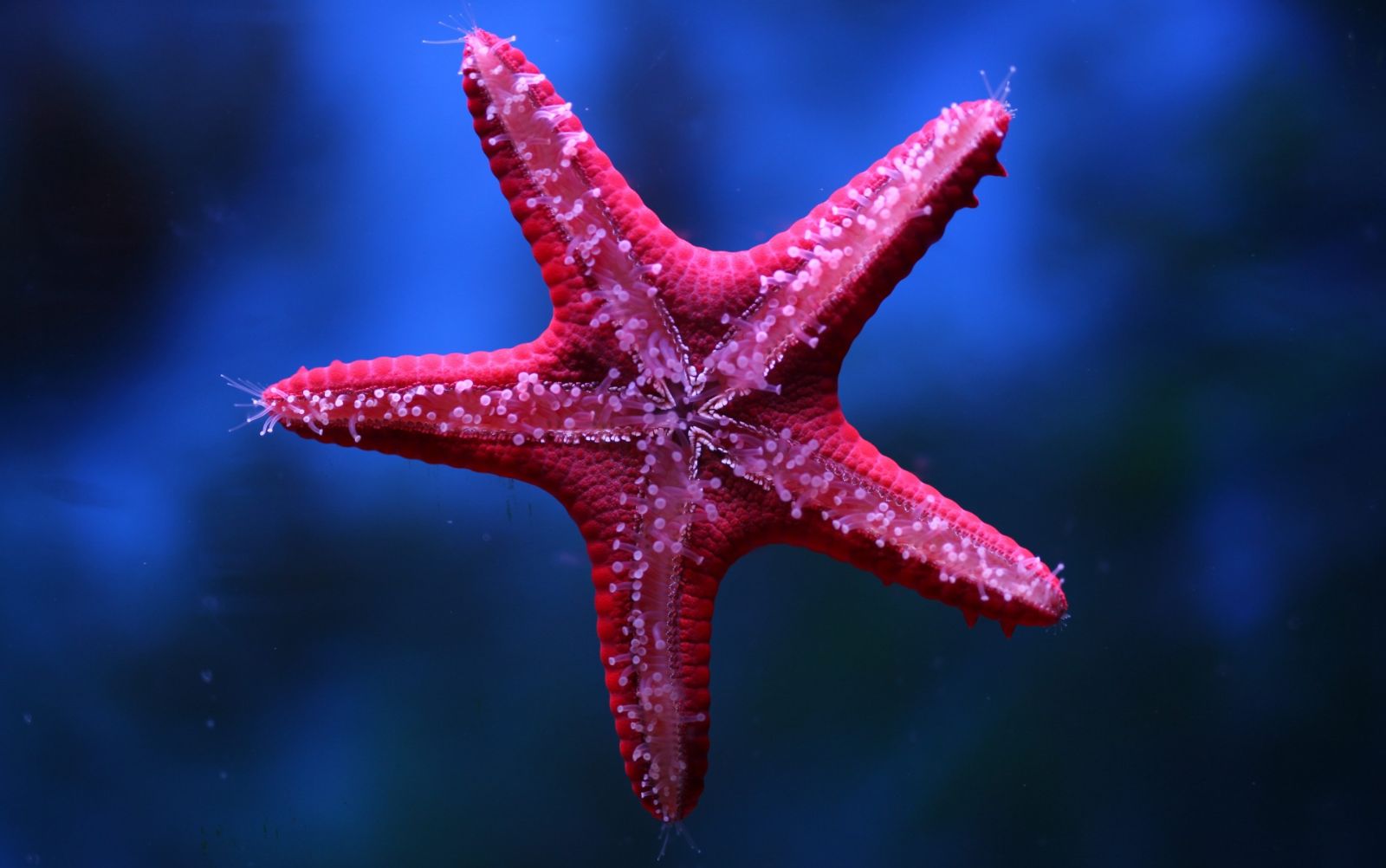 A starfish at the Israel Aquarium. Photo by Daniel Aloni