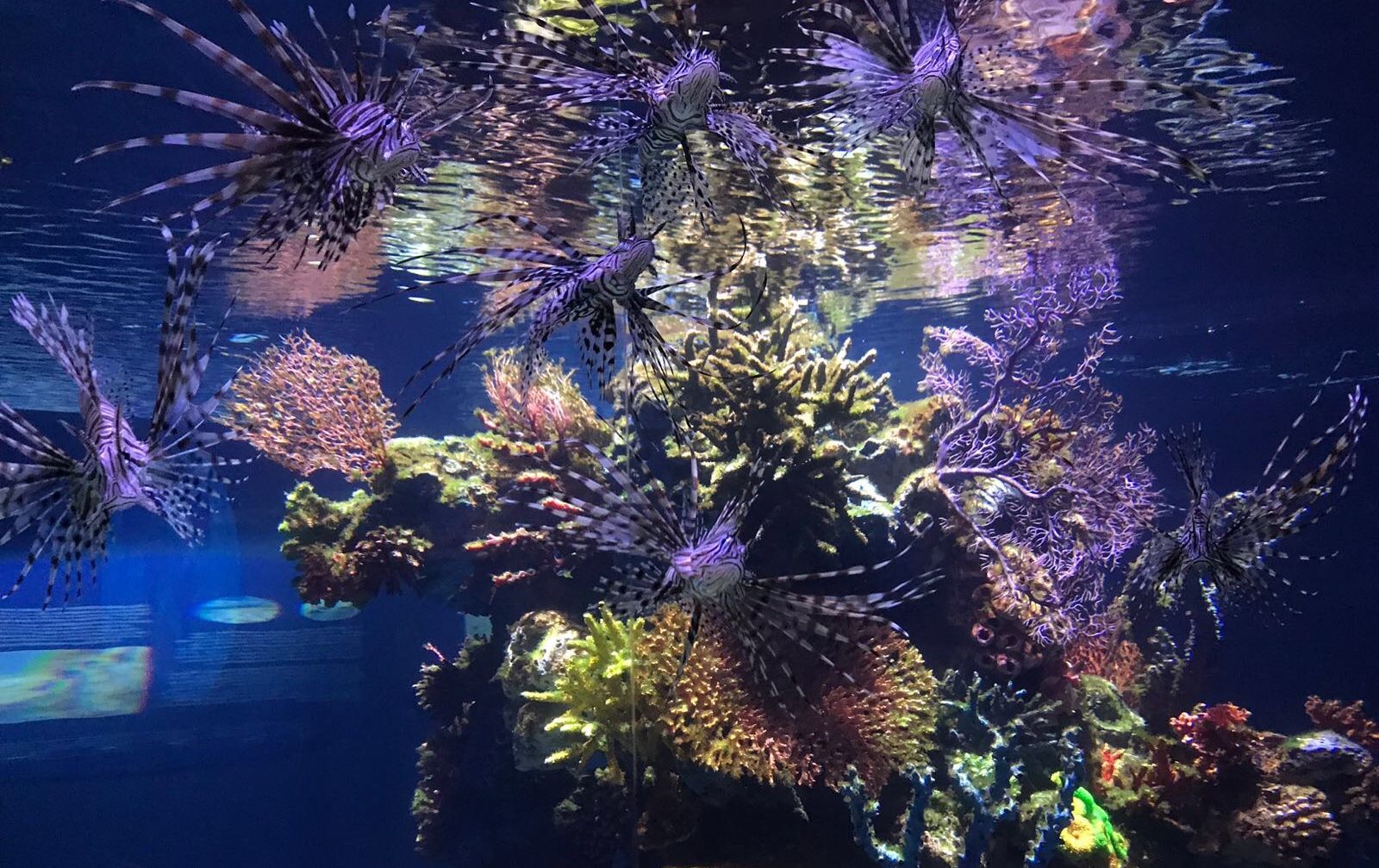 A lionfish usually found in the Red Sea swims in the Jerusalem aquarium. Photo by Shai Ben Ami