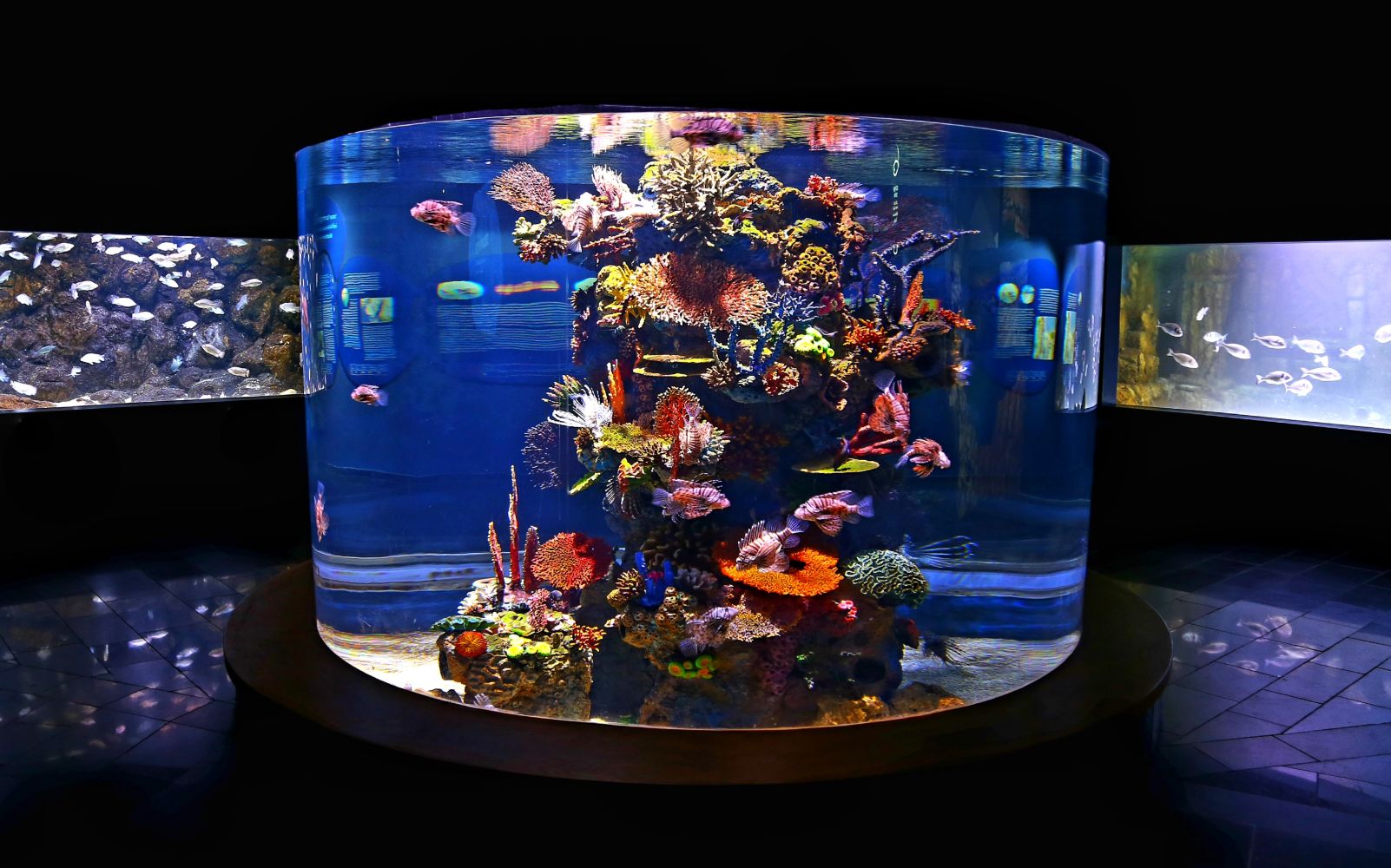 Some of the colorful inhabitants of the Israel Aquarium. Photo by Daniel Aloni