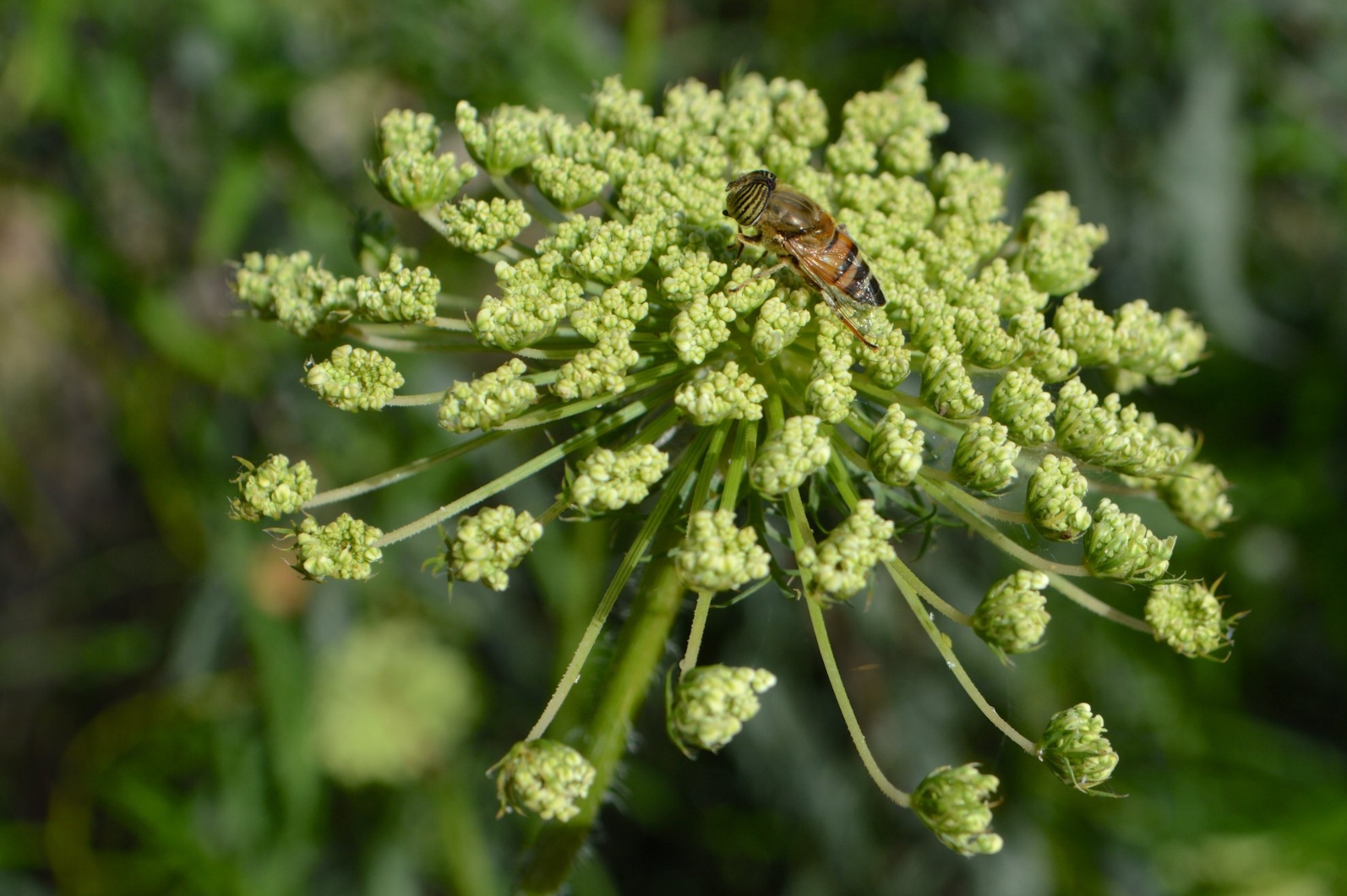 A bee rests on a cluster of small, pale green Queen Anne's lace flowers, with long stems. The background is blurred green foliage, highlighting the intricate details of the flowers and the bee.