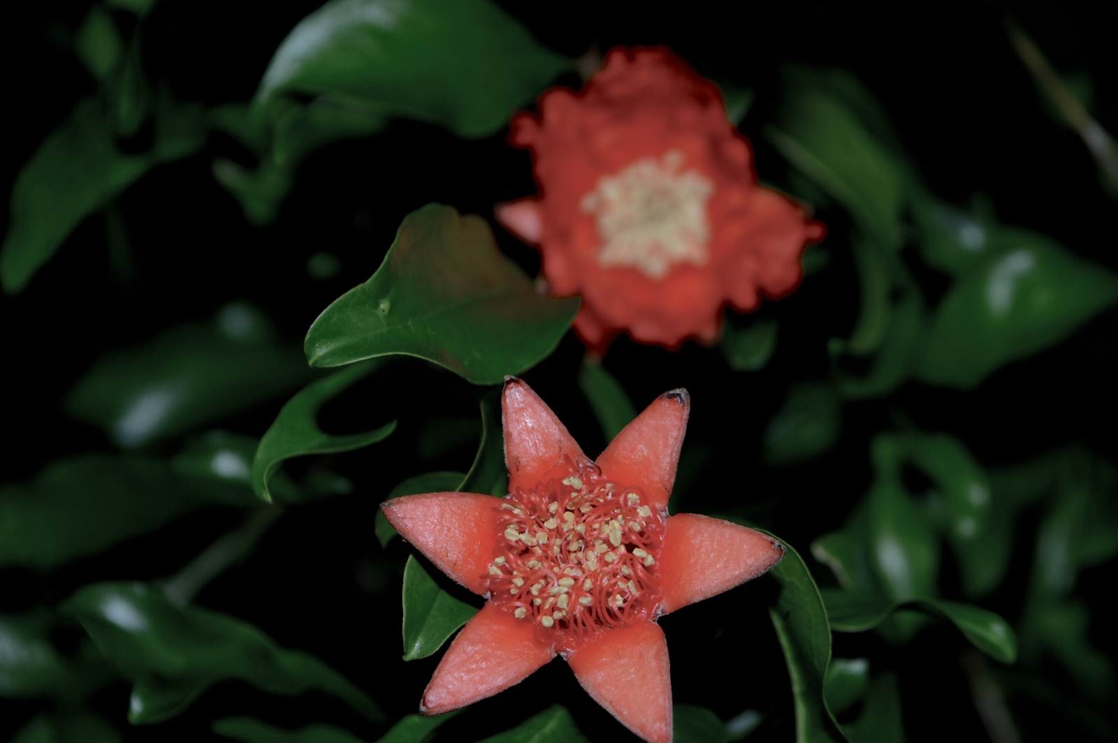 Close up of a blooming pomegranate flower, which is a red star-shaped flower with a textured center, surrounded by lush, dark green leaves. Another red flower is visible in the background, out of focus. The image has a dark, moody ambiance. 
