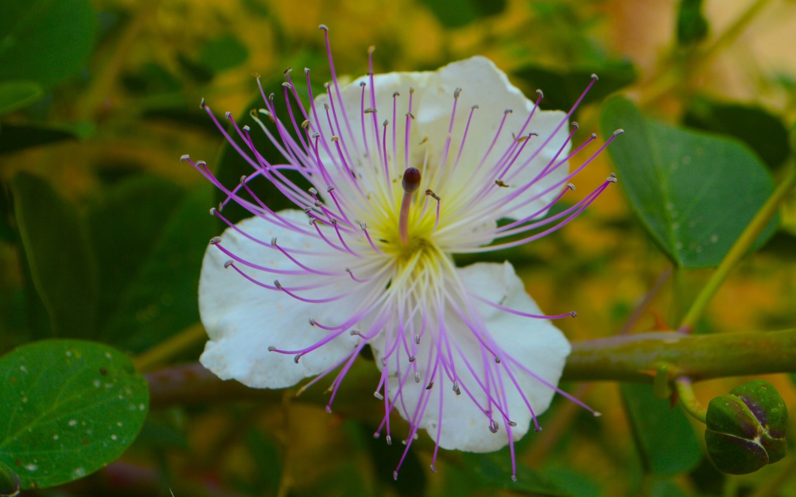Close up of a white caper flower with long, delicate purple stamens and a bright yellow center. The flower is surrounded by green leaves, creating a vivid contrast in color.