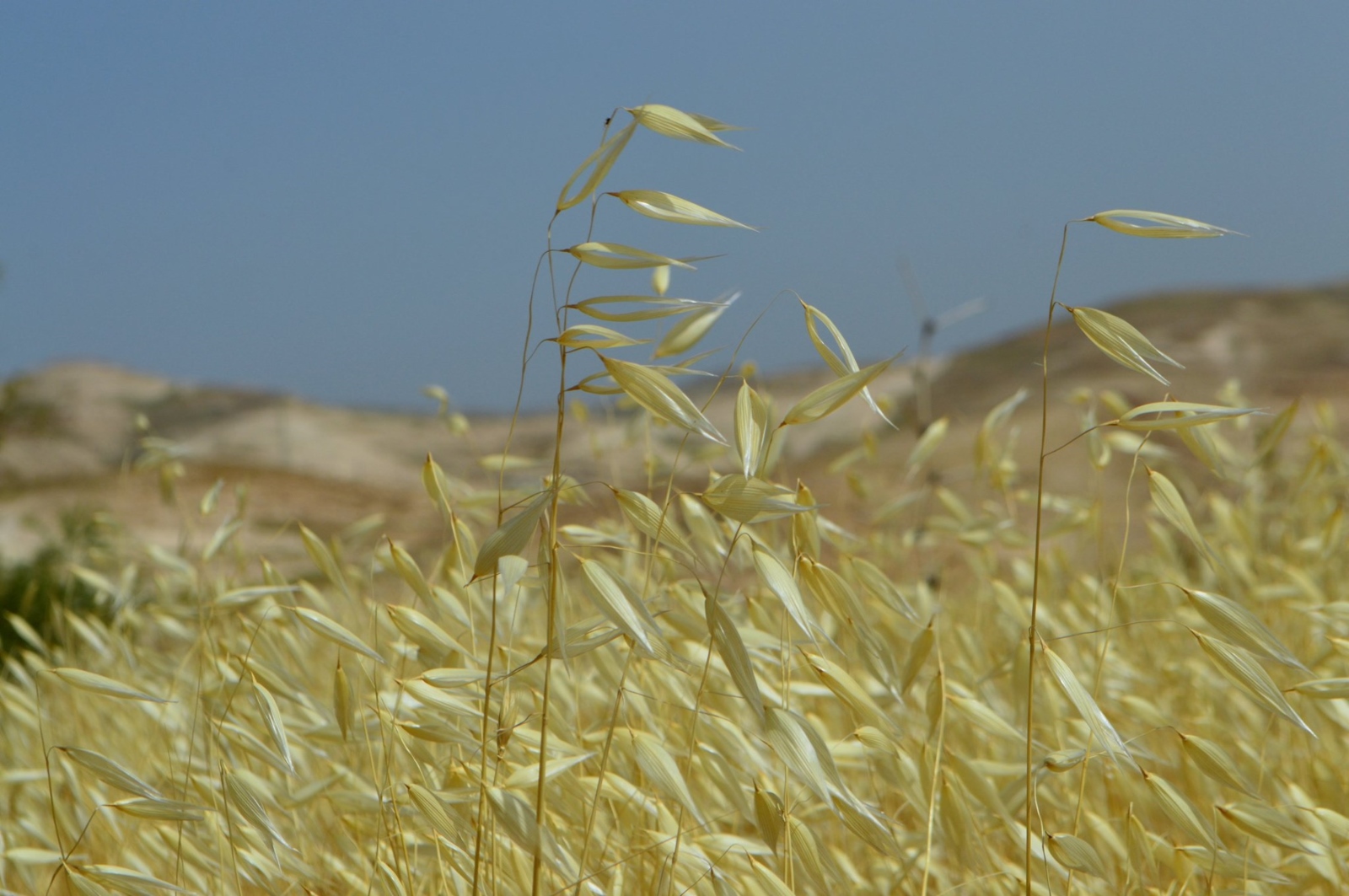 A field of tall, wild oats, which look like golden grass, gently sways in the wind under a clear blue sky. Hills are visible in the background, and a wind turbine can be seen on the horizon.