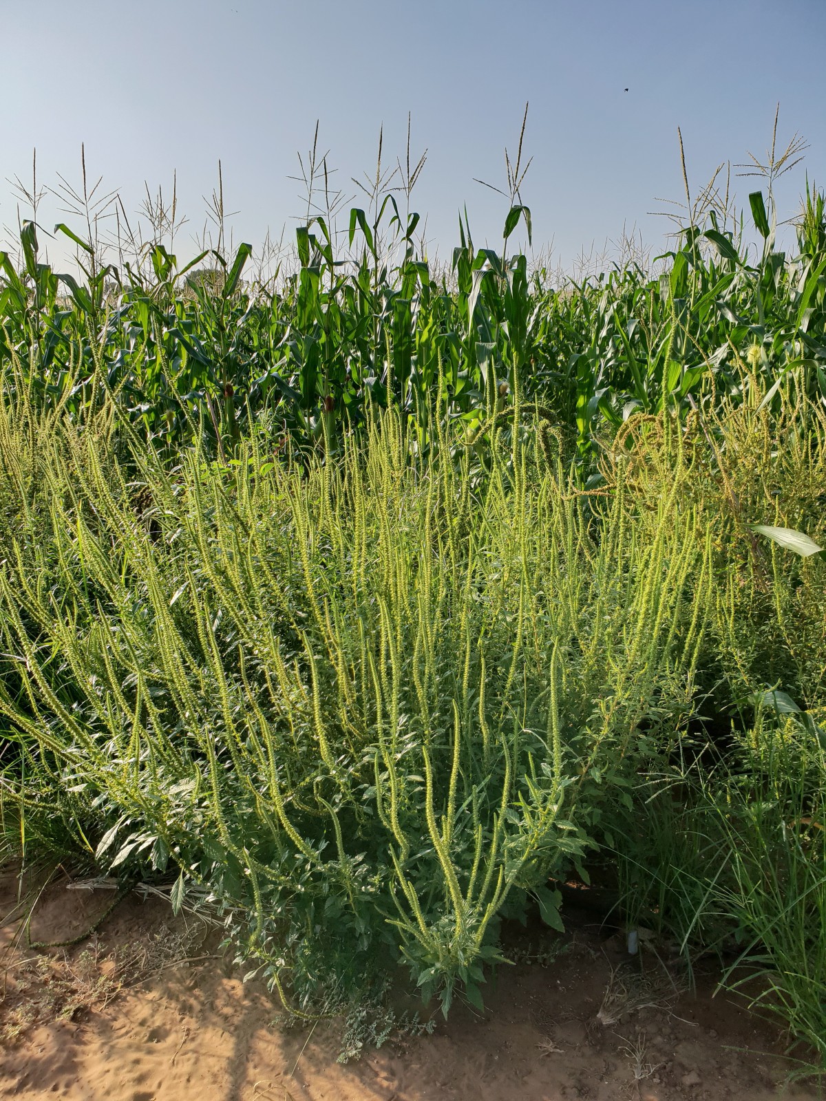 The palmer amaranth weed growing in a cornfield. Photo courtesy of WeedOUT