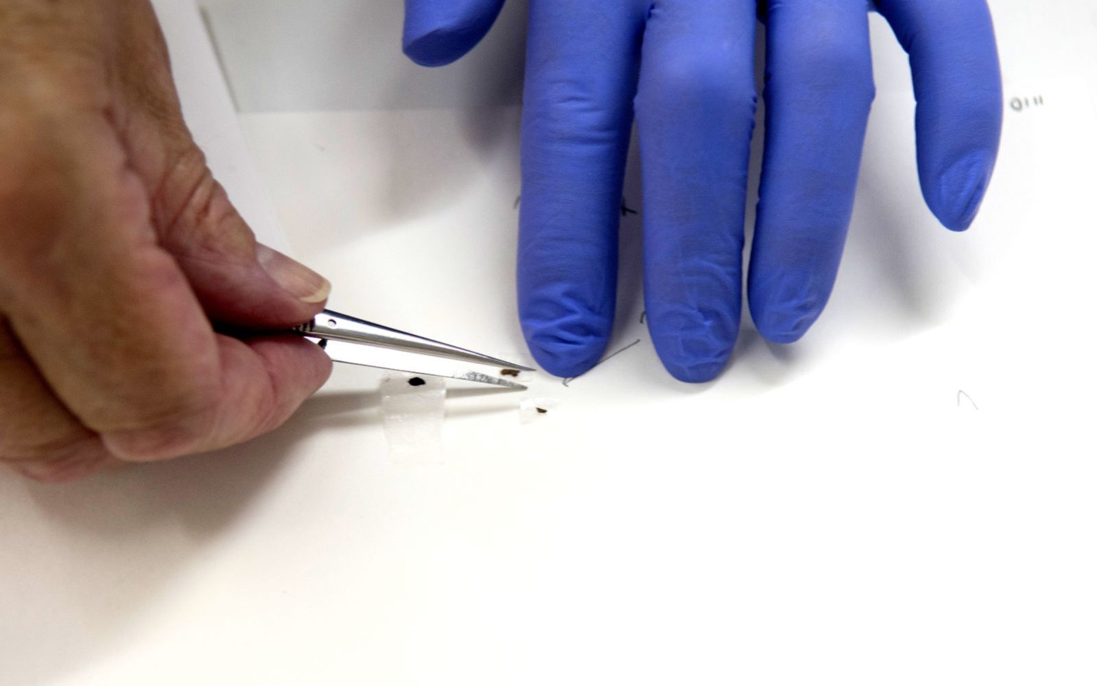 Sampling DNA from the ancient, fragile Dead Sea Scrolls. Photo by Shai Halevi/Israel Antiquities Authority