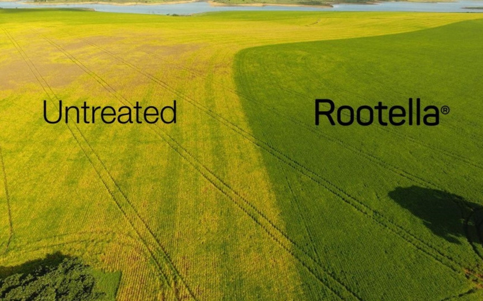 Aerial photo of a soybean field in Brazil, half treated with Rootella and half not, after 20 days without rain. The treated plot yielded 21.6% more than the untreated one. Photo courtesy of Breno Teles/Ativa and NovaTero