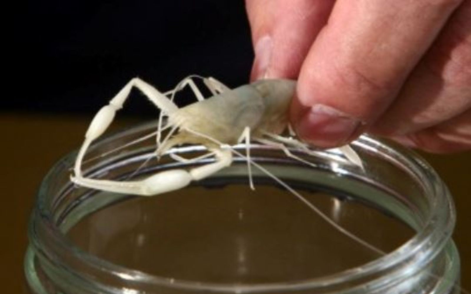 A blind scorpion in Israel. Photo by Sasson Tiram/Hebrew University of Jerusalem