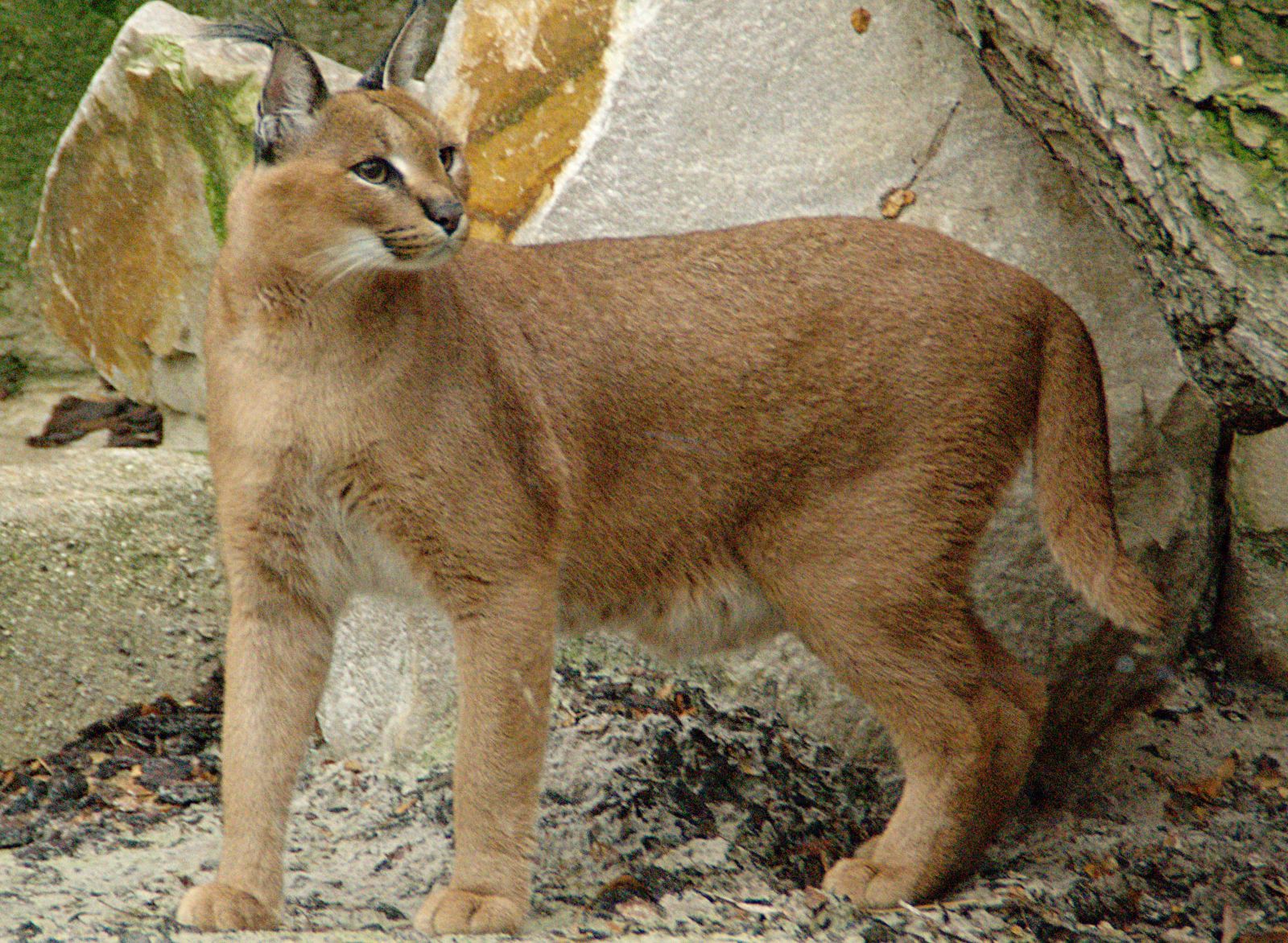 The caracal can be found across Israel. Photo by Habib M’henni/Wikimedia Commons