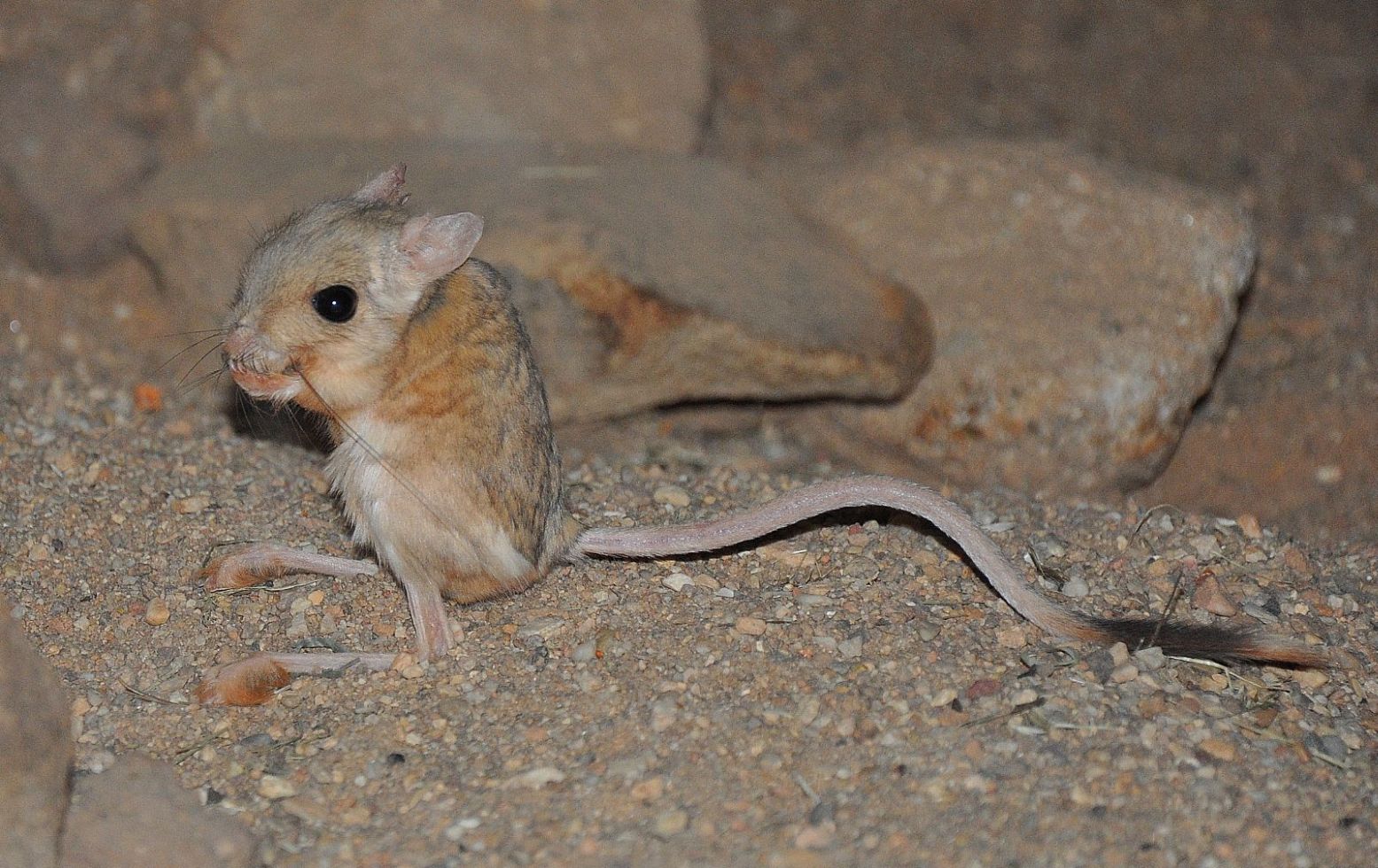 A lesser Egyptian jerboa. Photo by Elias Neideck/Wikimedia Commons