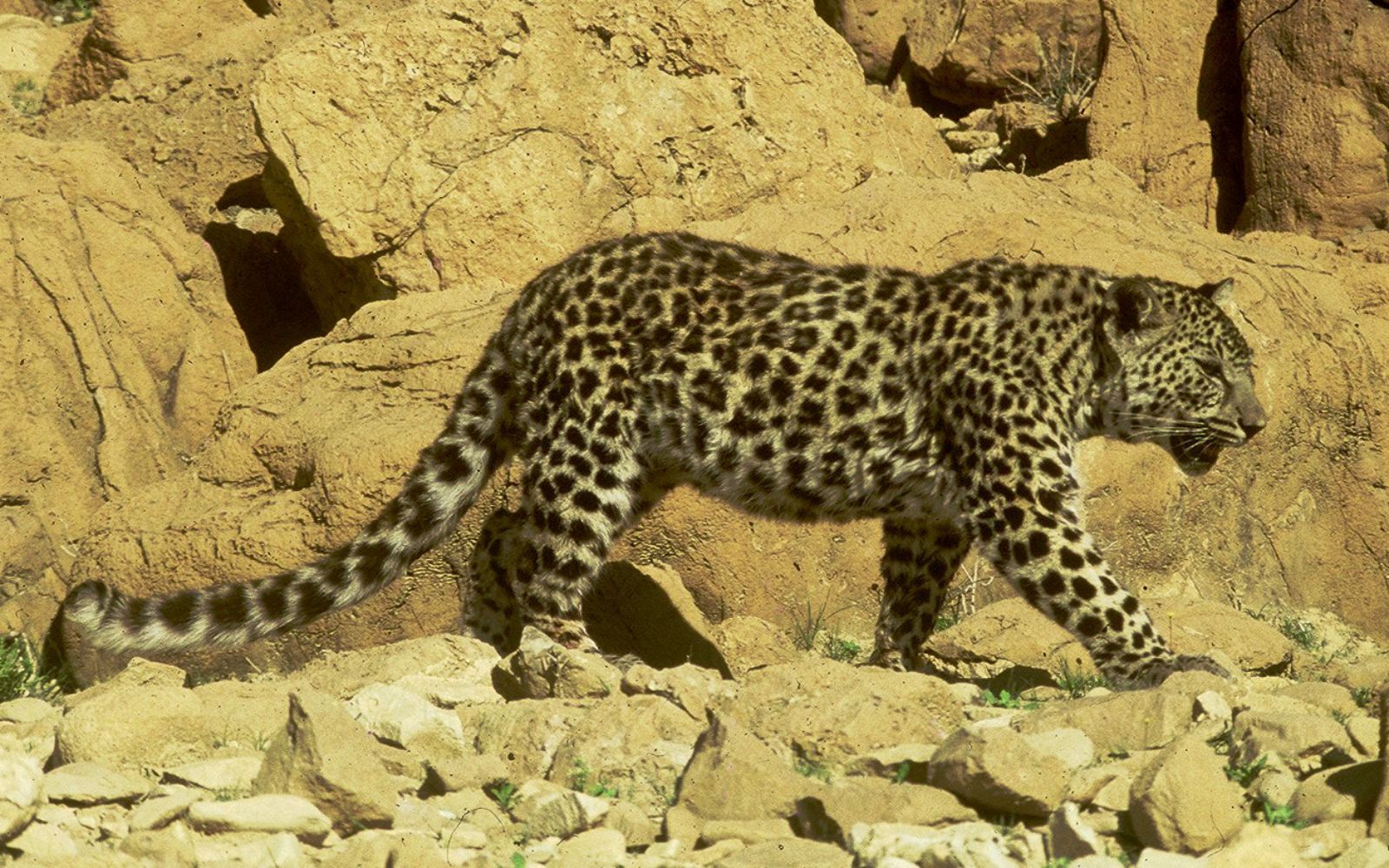 An Arabian leopard in Israel. Photo by Yossi Oud/Wikimedia Commons