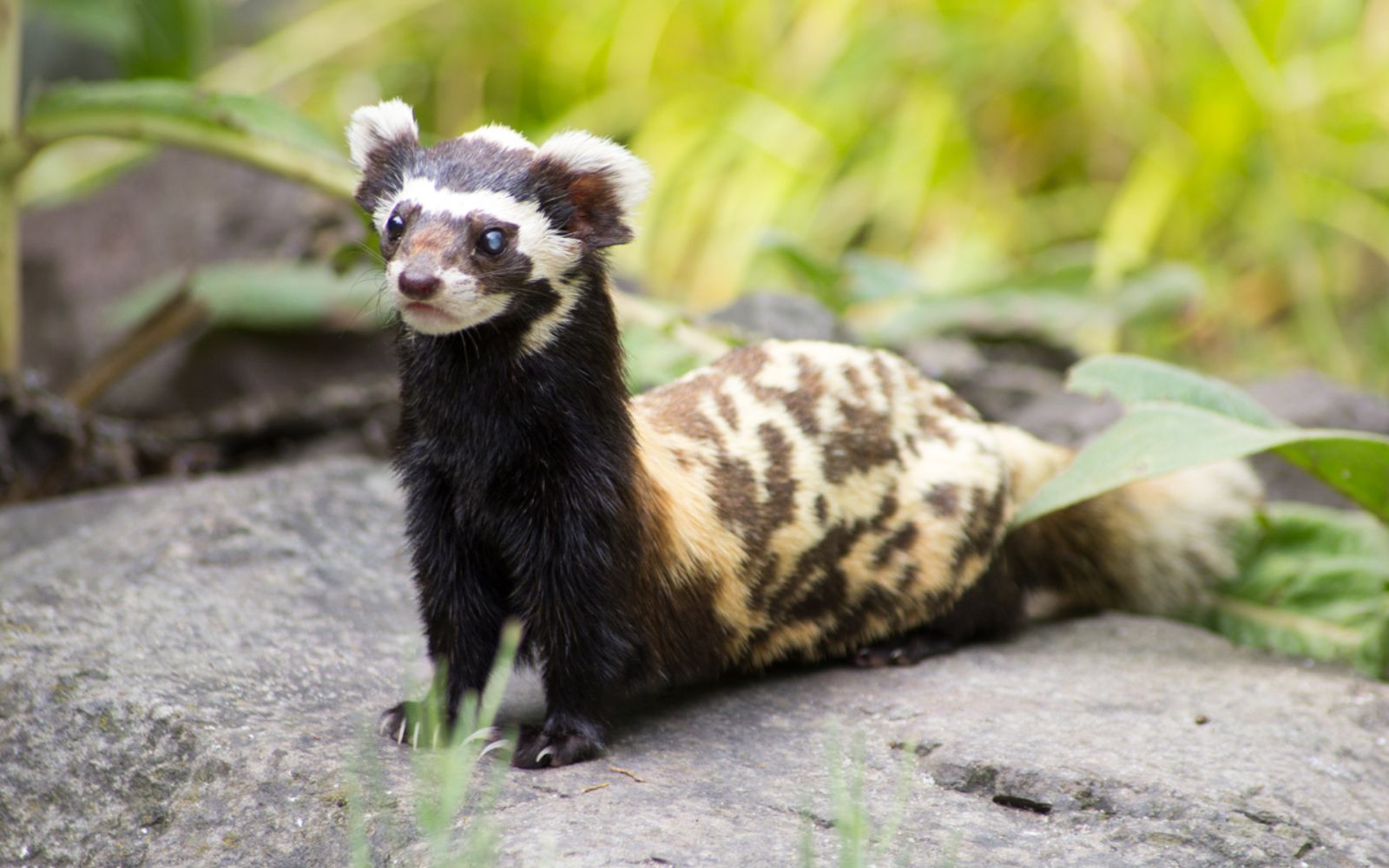 A marbled polecat. Photo by Volker Röhl/Wikimedia Commons