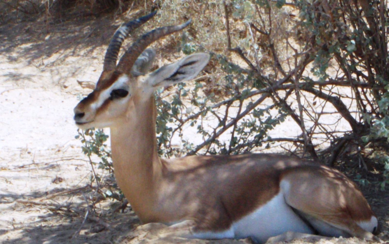 A Palestine mountain-gazelle. Photo by Hila Axelrod/Wikimedia Commons