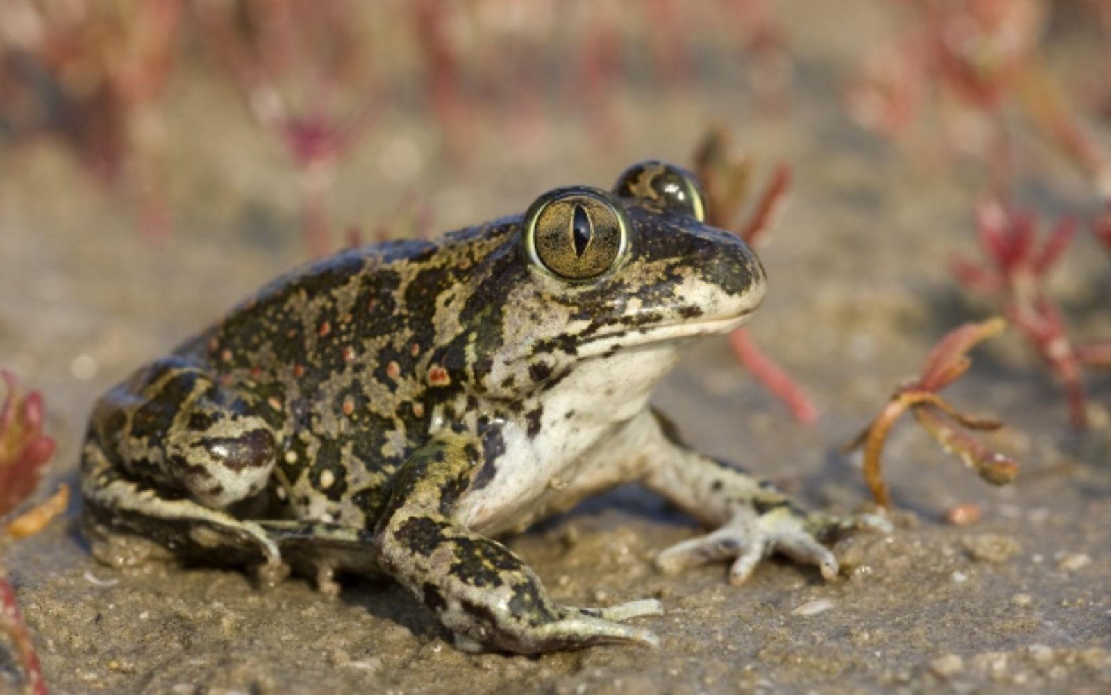 Syrian spadefoot toad. Photo by F.C. Robiller/naturlichter.de/Wikimedia Commons