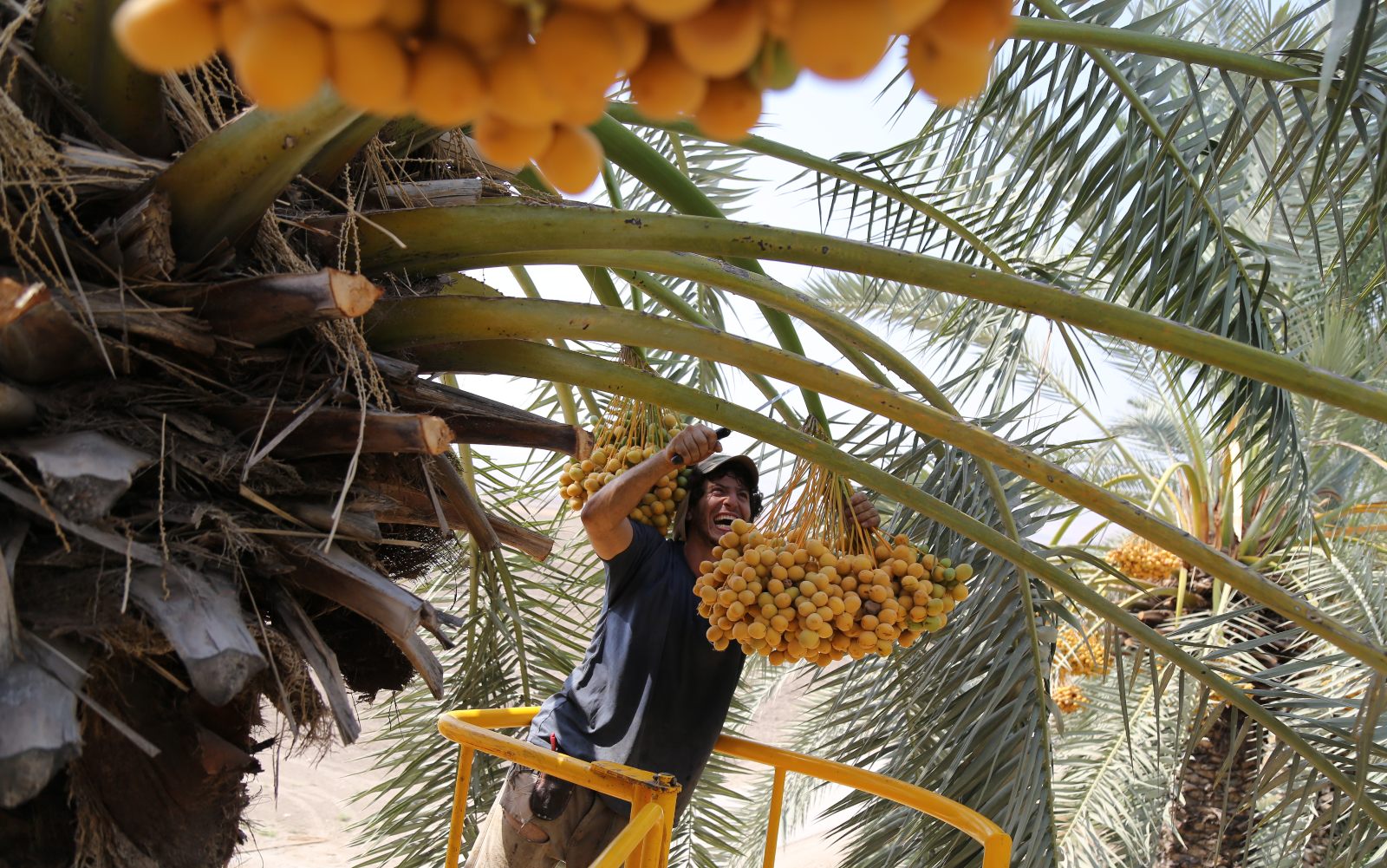 A worker stands atop a ramp to reach for the dates. Photo by Gershon Elinson/Flash90