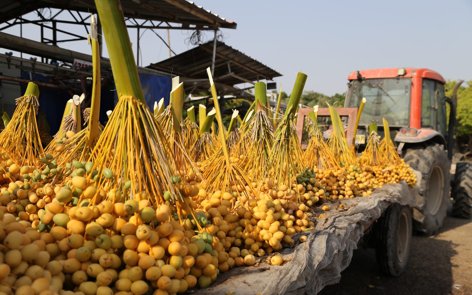 Dates require scorching sunshine and plenty of water to grow. Photo by Gershon Elinson/Flash90