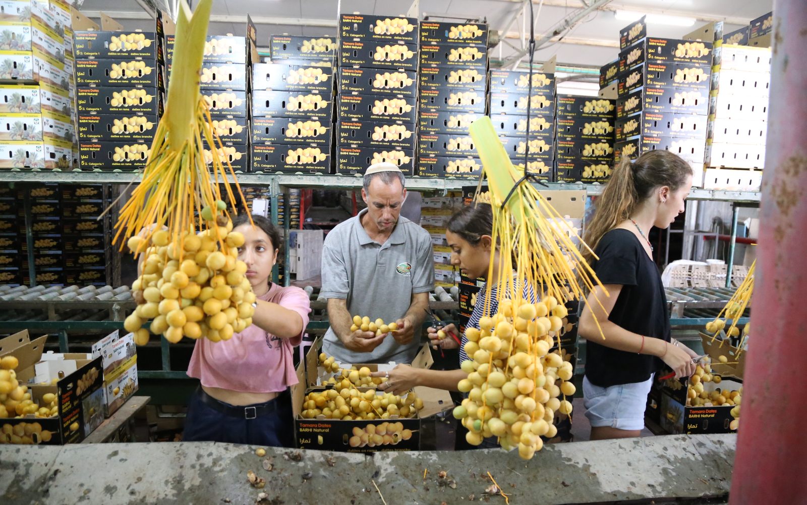 Workers sort freshly picked dates at Sde Eliyahu. Photo by Gershon Elinson/Flash90