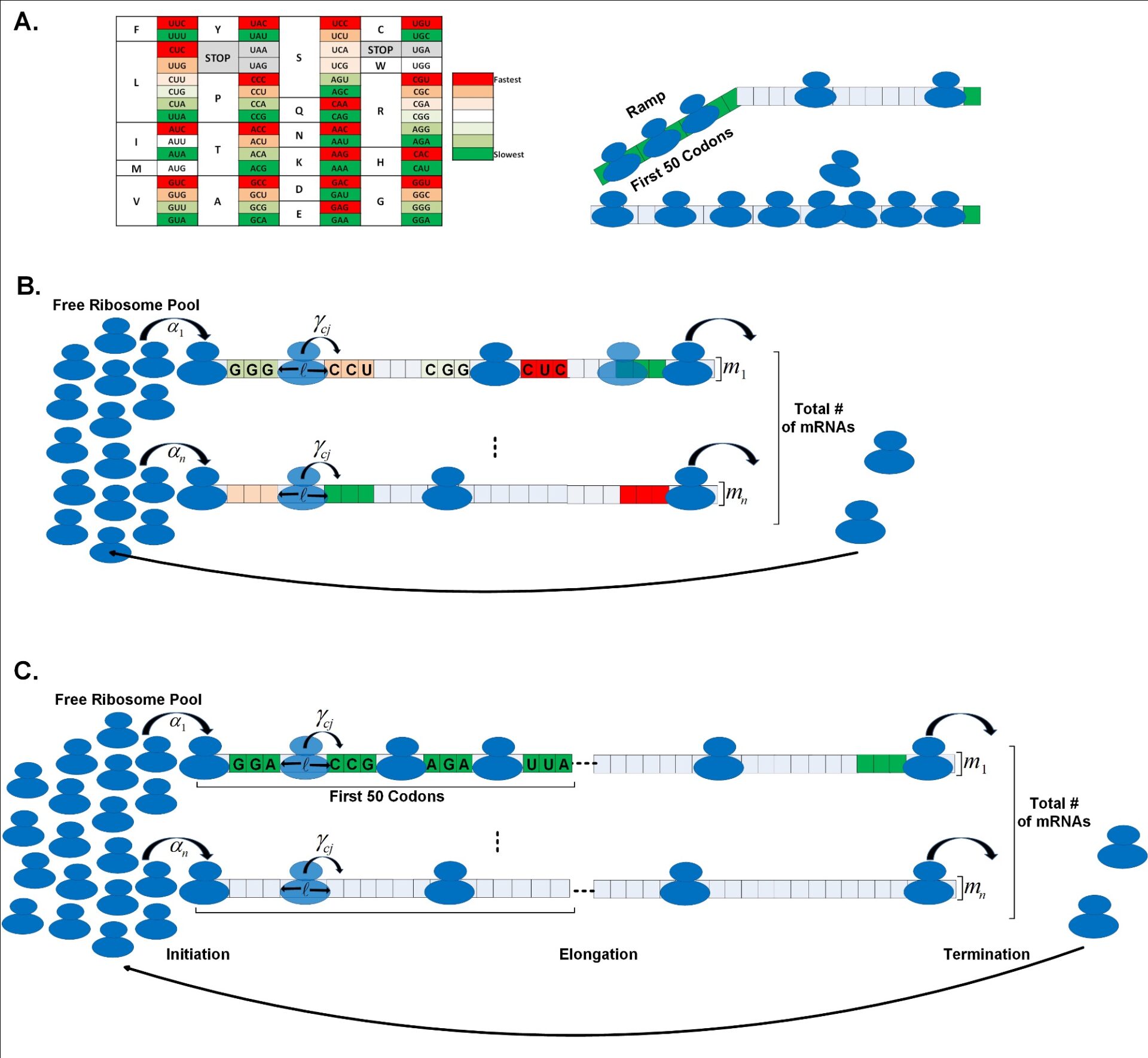 Model of gene expression engineering. Illustration courtesy of Tel Aviv University