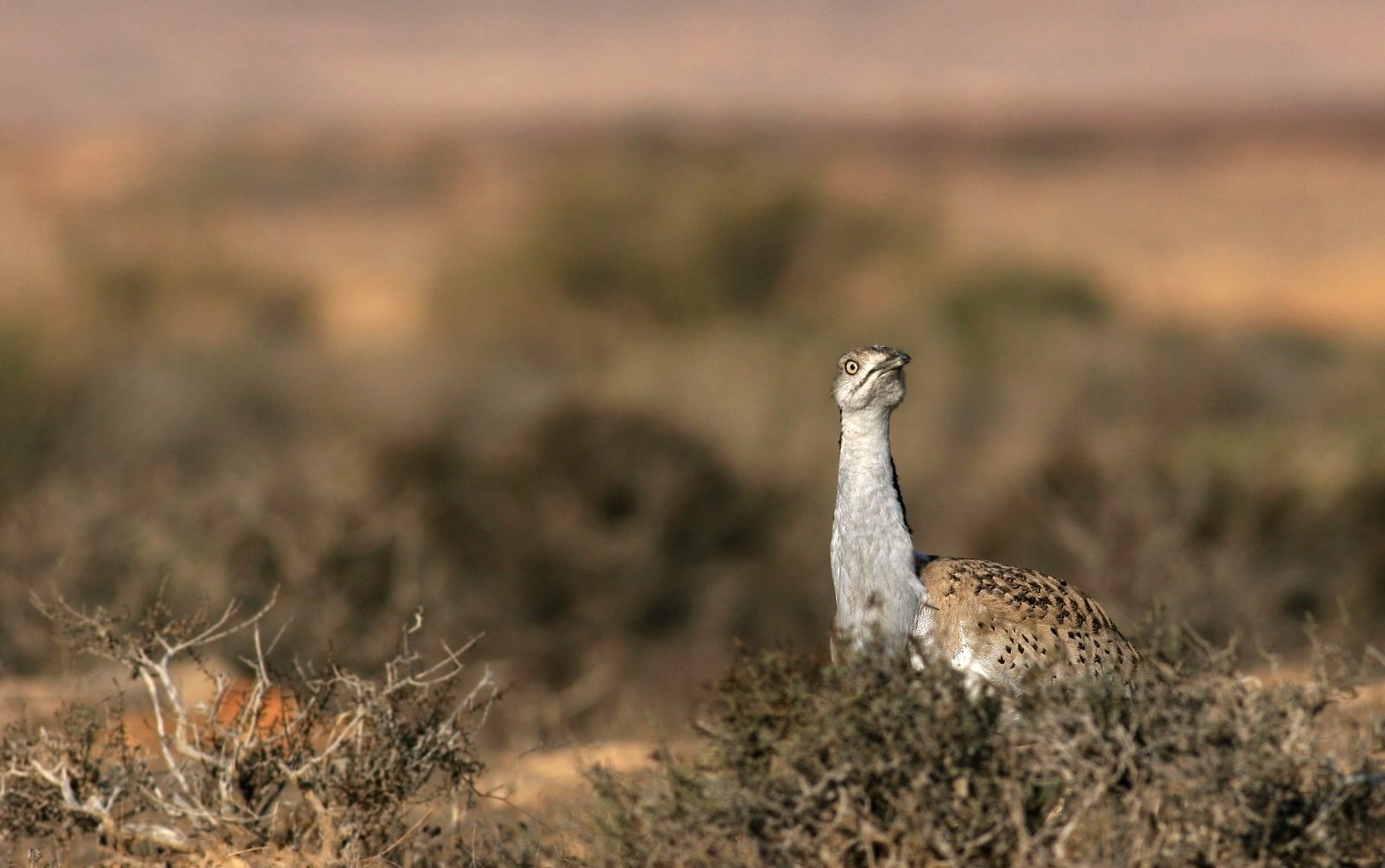 The houbaras are environmental indicators that point to the well-being of their ecosystems. Photo by Asaf Mayroseoubaras are environmental indicators that point to the well-being of their ecosystems. Photo by Asaf Mayrose