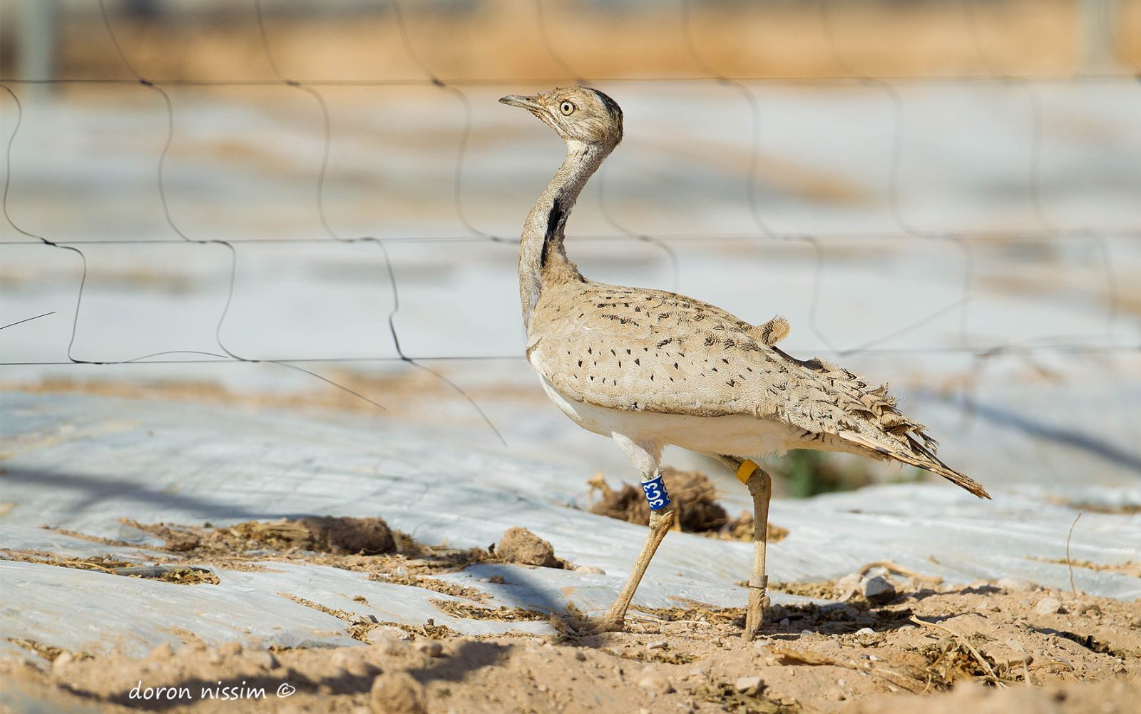 Emiratis are leading houbara conservation projects across the world and the upcoming joint research with Israel is part of that effort. Photo by Doron Nissim/INPA are leading houbara conservation projects across the world and the upcoming joint research with Israel is part of that effort. Photo by Doron Nissim/INPA
