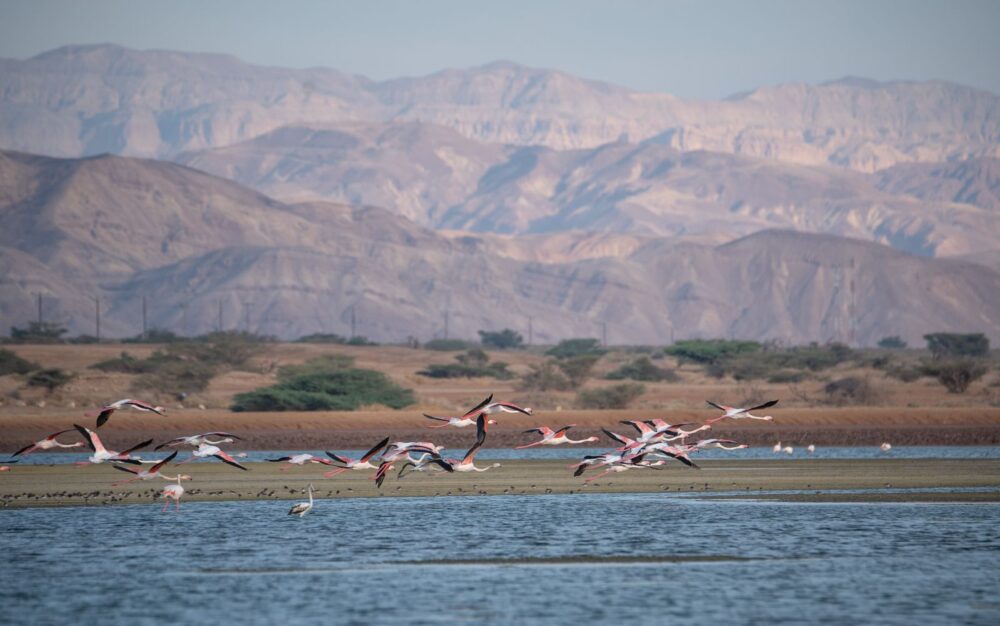 A flock of flamingos rests at the evaporation ponds near Eilat. Photo by Mila Aviv/Flash90
