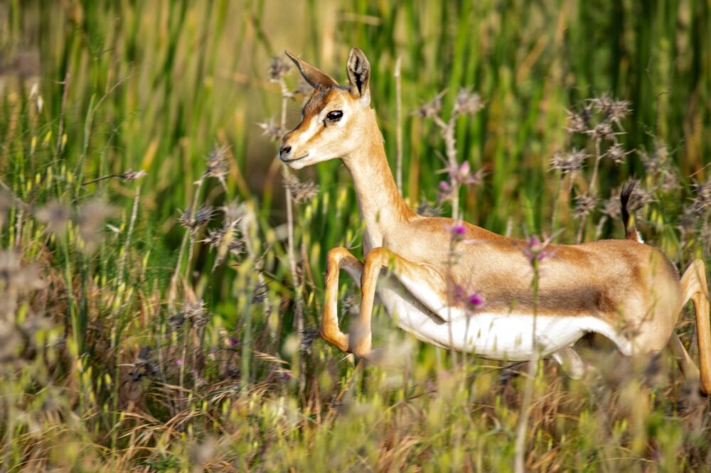 A gazelle in Gazelle Valley, an urban wildlife park in Jerusalem. Photo © Dafna Ben Nun