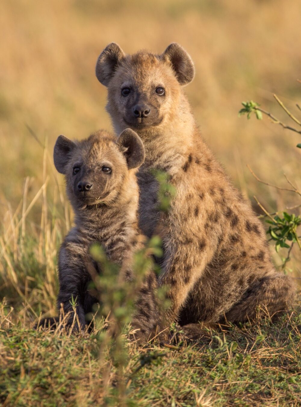 Mother and child hyenas. Photo by Lily Johnson-Ulrich