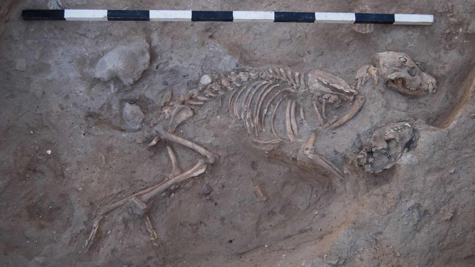 A partially uncovered skeleton of a dog lies curled on its side in an archaeological excavation site, with a black and white measuring scale placed above it. 