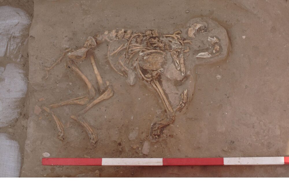 The ancient skeleton of a puppy buried at Ashkelon. Two-thirds of the graves discovered belong to puppies. Photo courtesy of the Leon Levy Expedition to Ashkelon