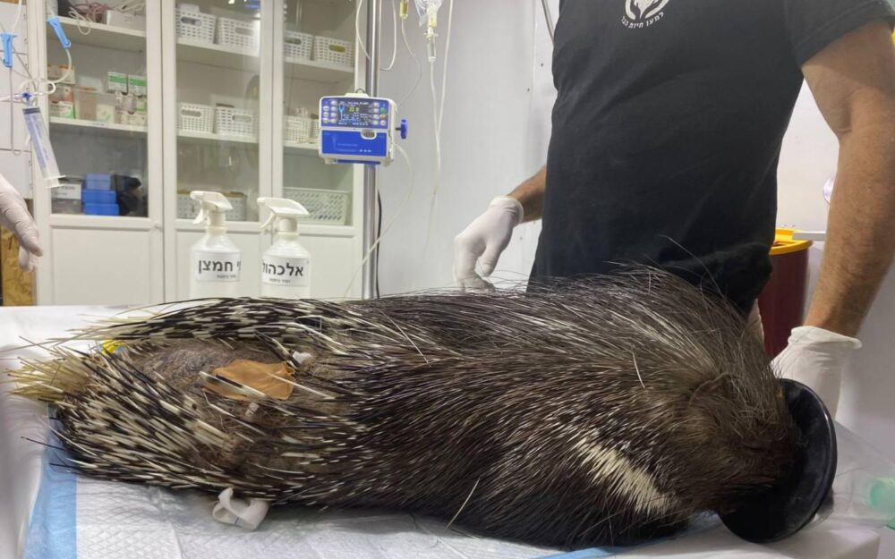 A wounded porcupine undergoes treatment at the For the Wildlife clinic. Photo courtesy of For the Wildlife