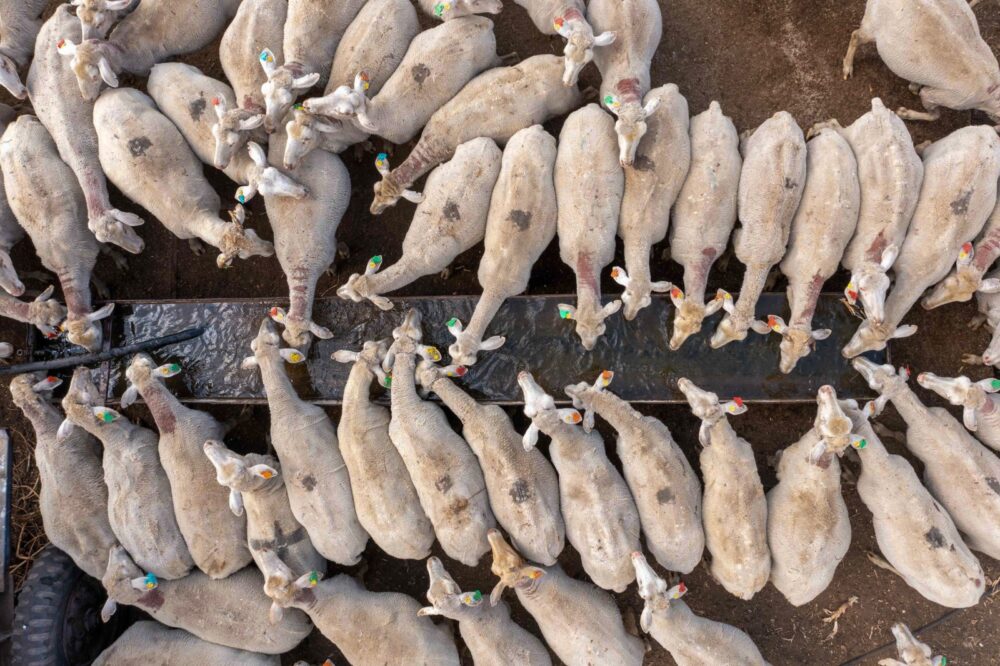 Sheep watering at the trough. Photo by Lior Patel