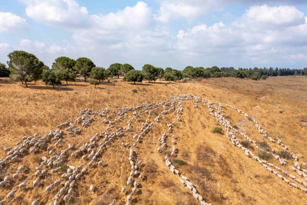 Lines of sheep traversing summer grazing fields. Photo by Lior Patel