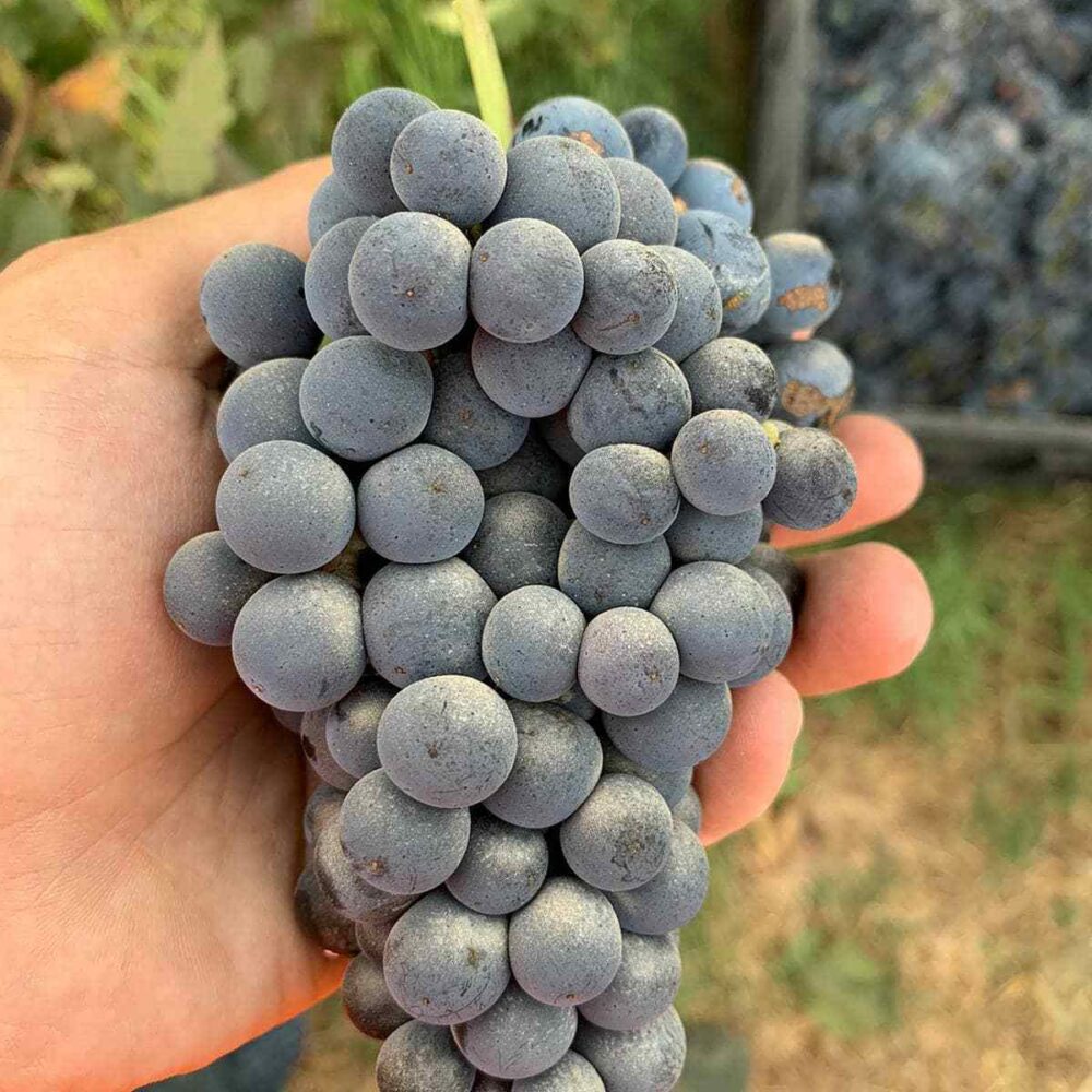 Cabernet franc grapes grown in Kerem Meirav vineyard. Photo courtesy of Tom Winery