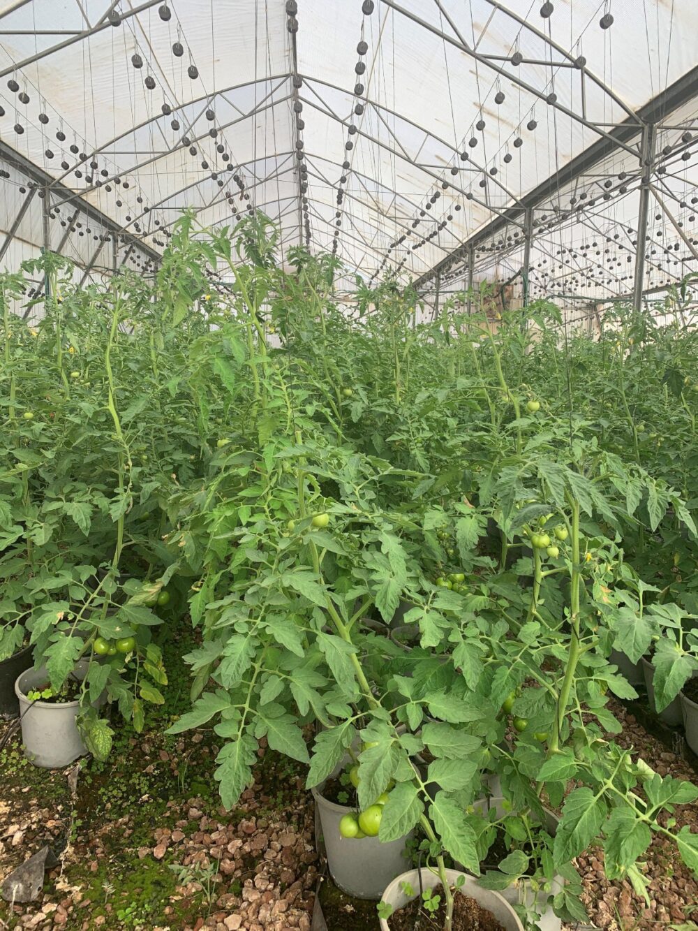 Hothouse tomatoes growing at Hatov V’Hameitiv charity farm. Photo courtesy of Sandy Colb