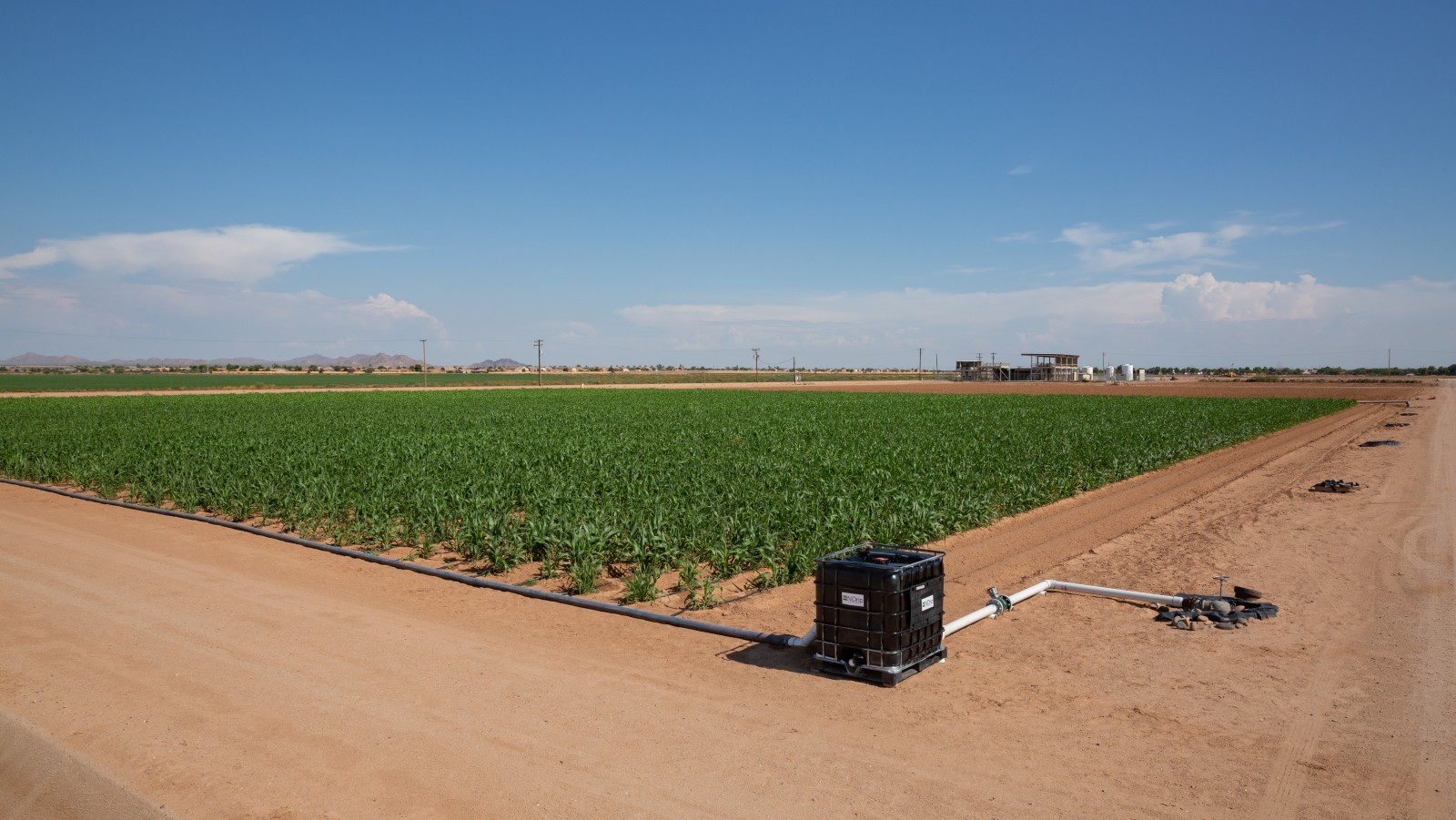 An Arizona sorghum field irrigated by N-Drip. Photo by David Huff
